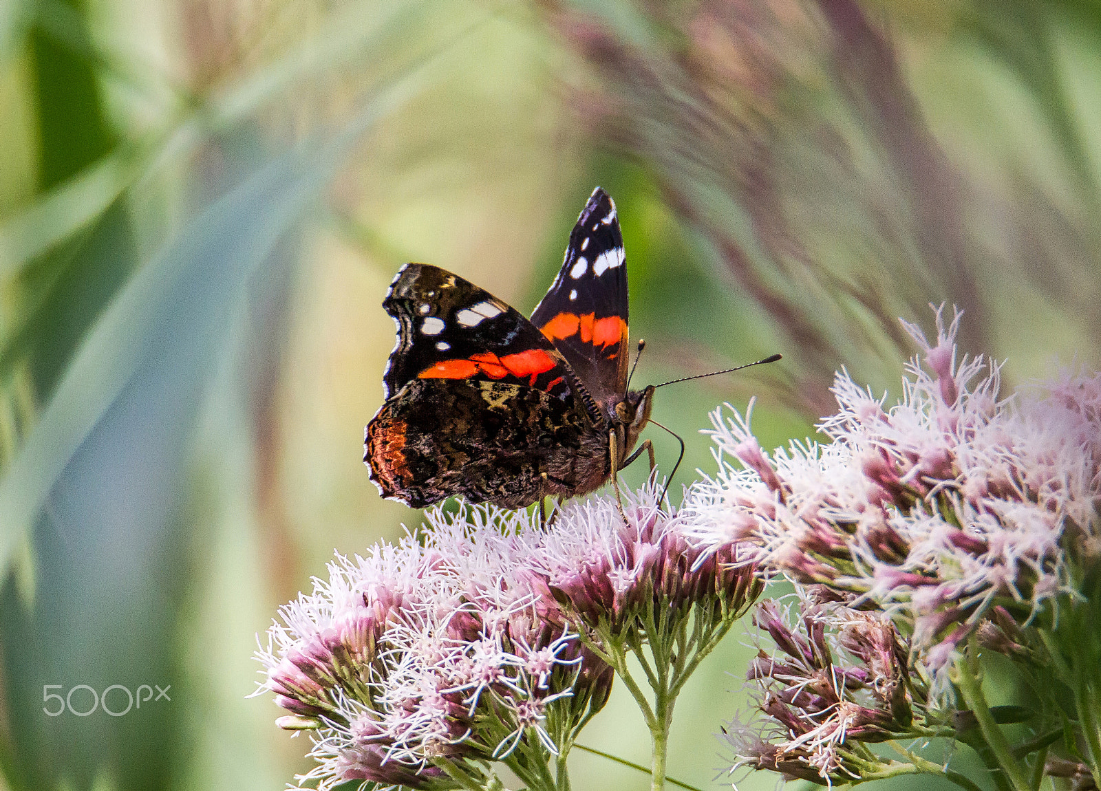 Tamron SP 150-600mm F5-6.3 Di VC USD sample photo. Tasting nectar photography