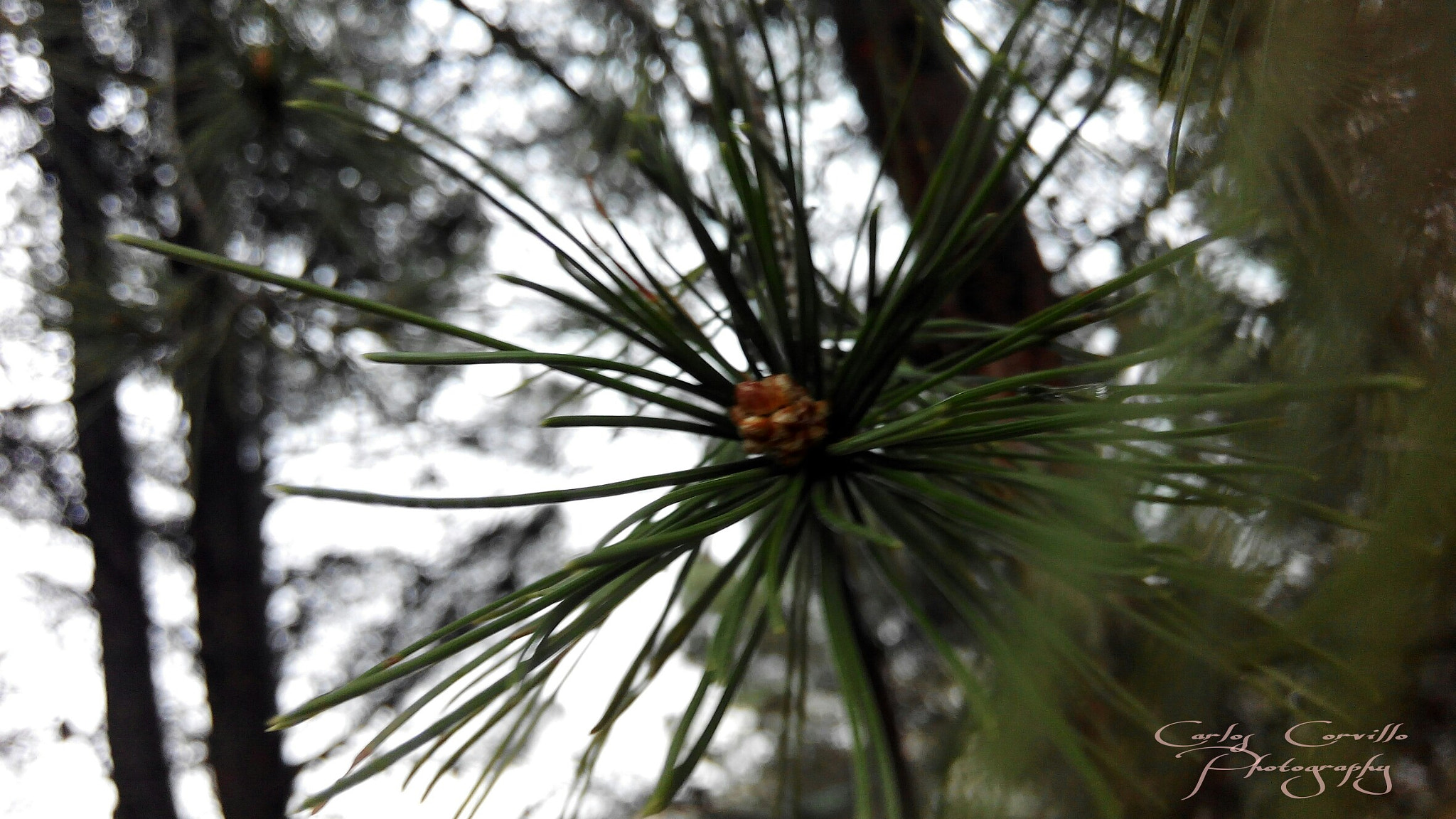 bq Aquaris E5 HD sample photo. Detail photography