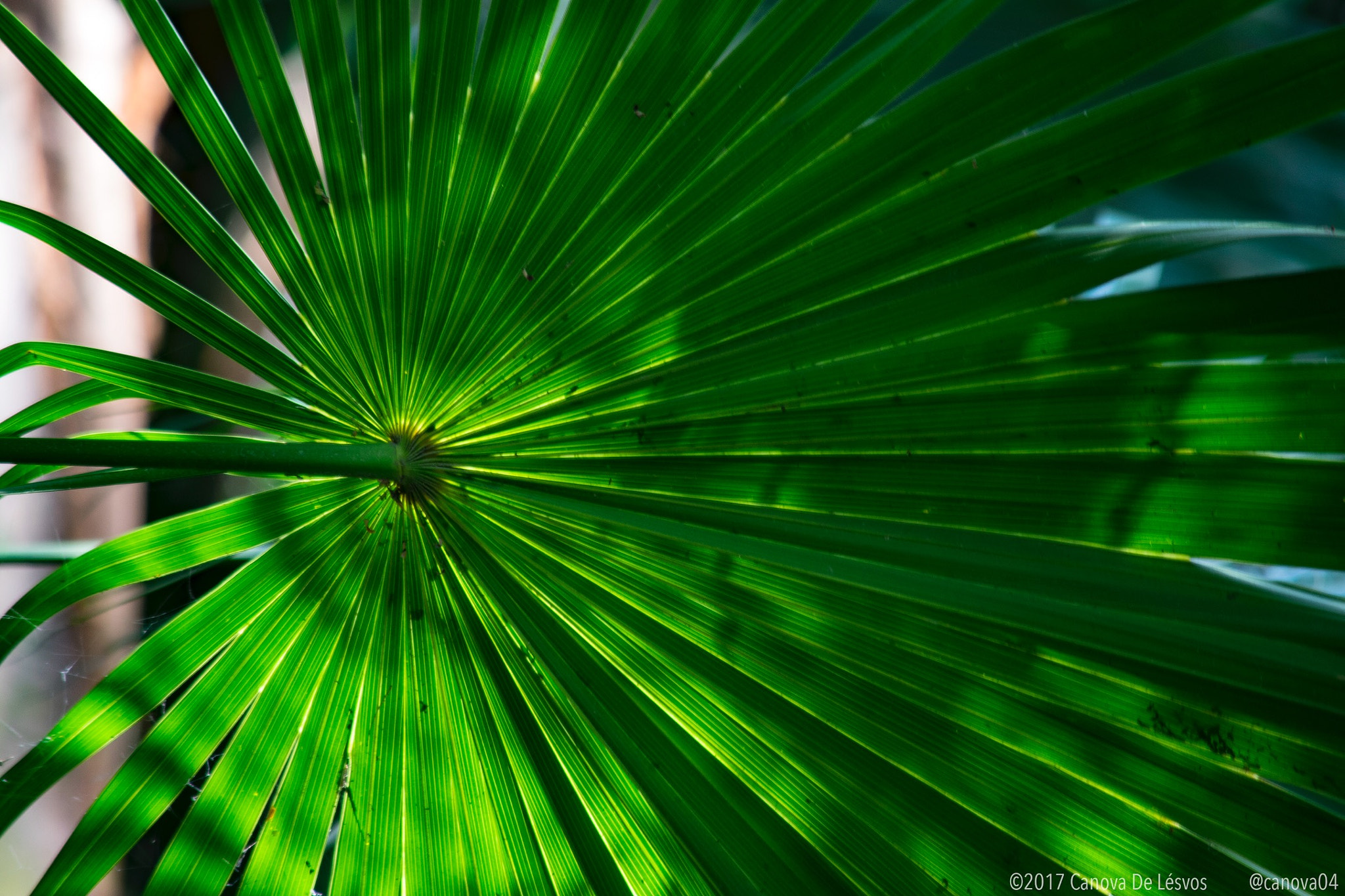 Nikon D3400 sample photo. Fractal photography