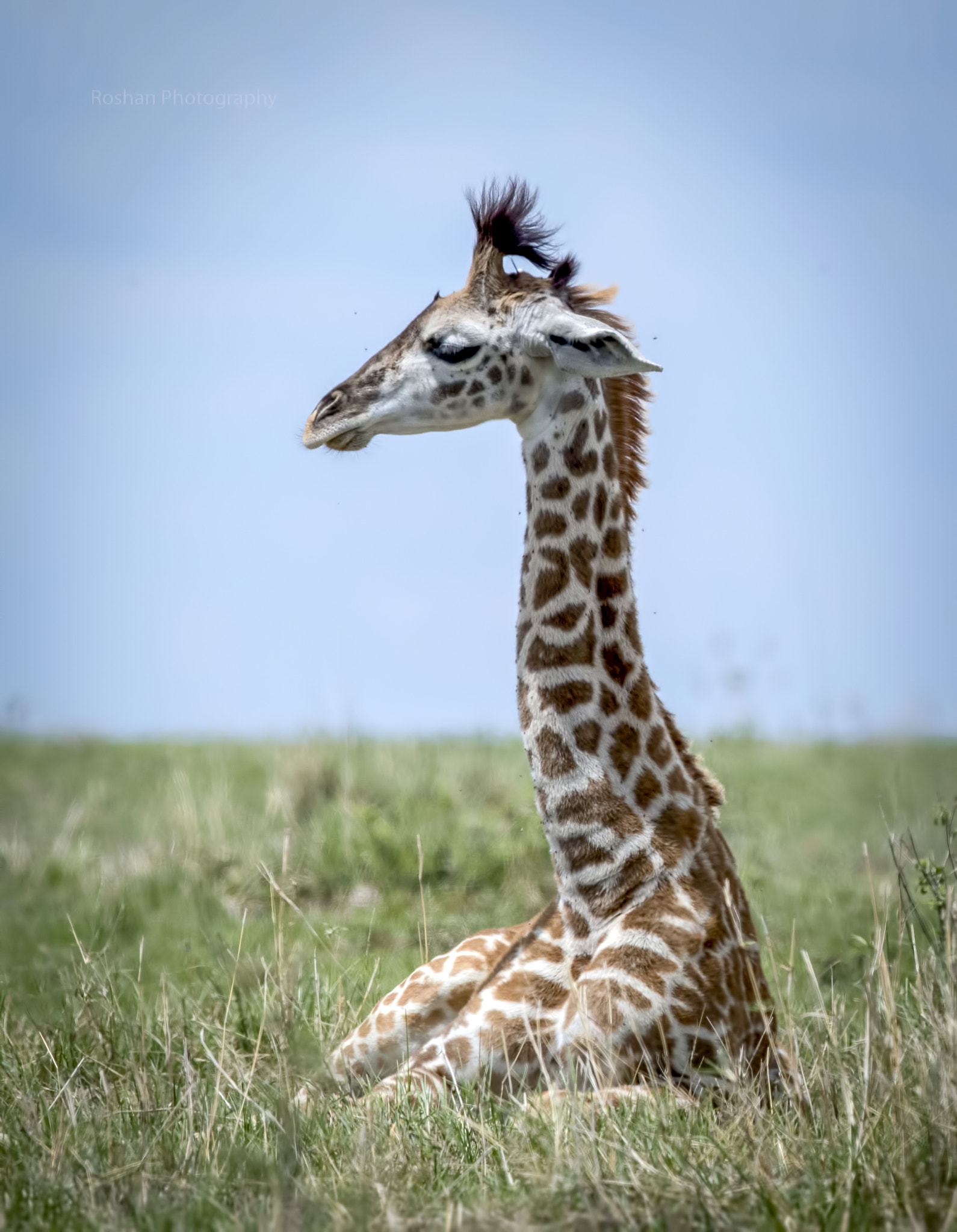 Canon EF 600mm F4L IS II USM sample photo. Giraffe cub | masai mara | africa | photography