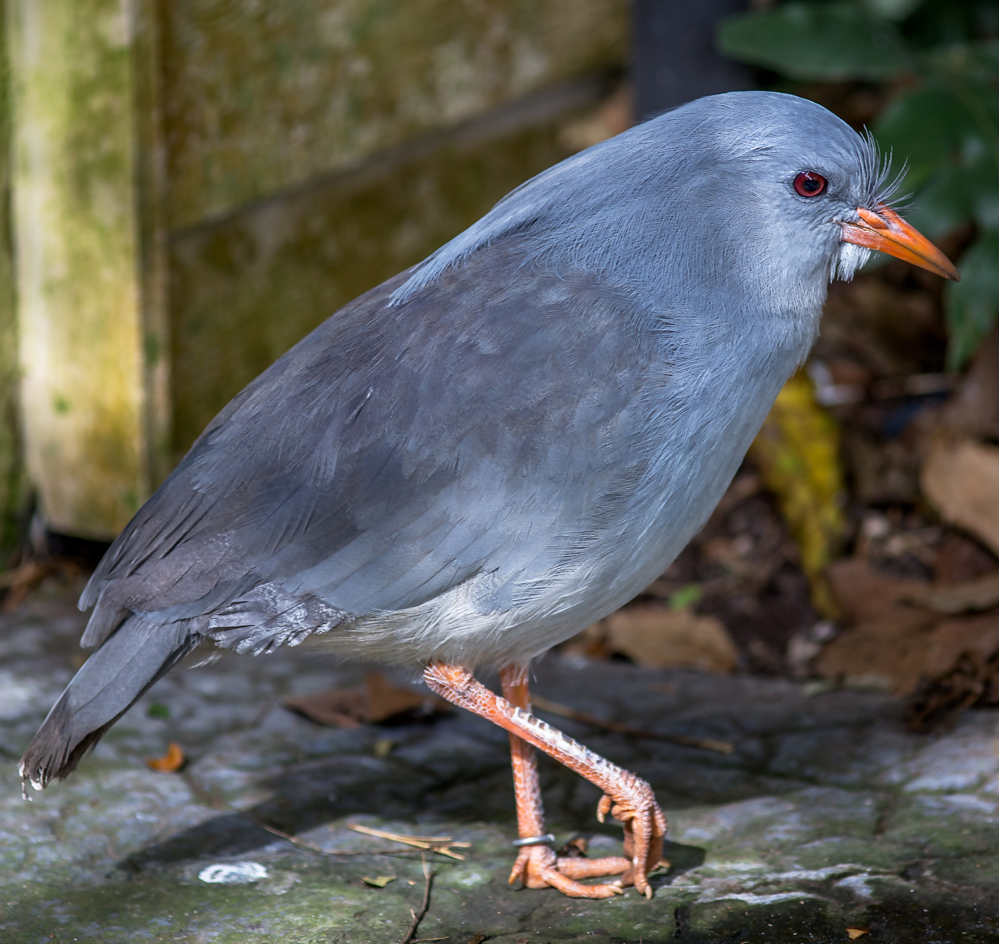 Canon EOS 6D + Canon EF 200mm F2.8L II USM sample photo. Flightless in miami photography