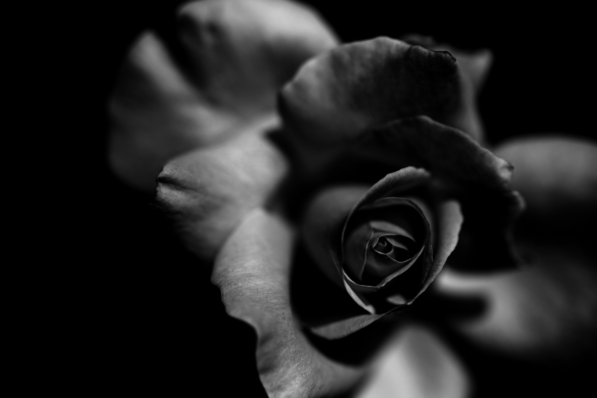 Canon EF 50mm F2.5 Macro sample photo. Https://www.instagram.com/_wakainsta_/ photography