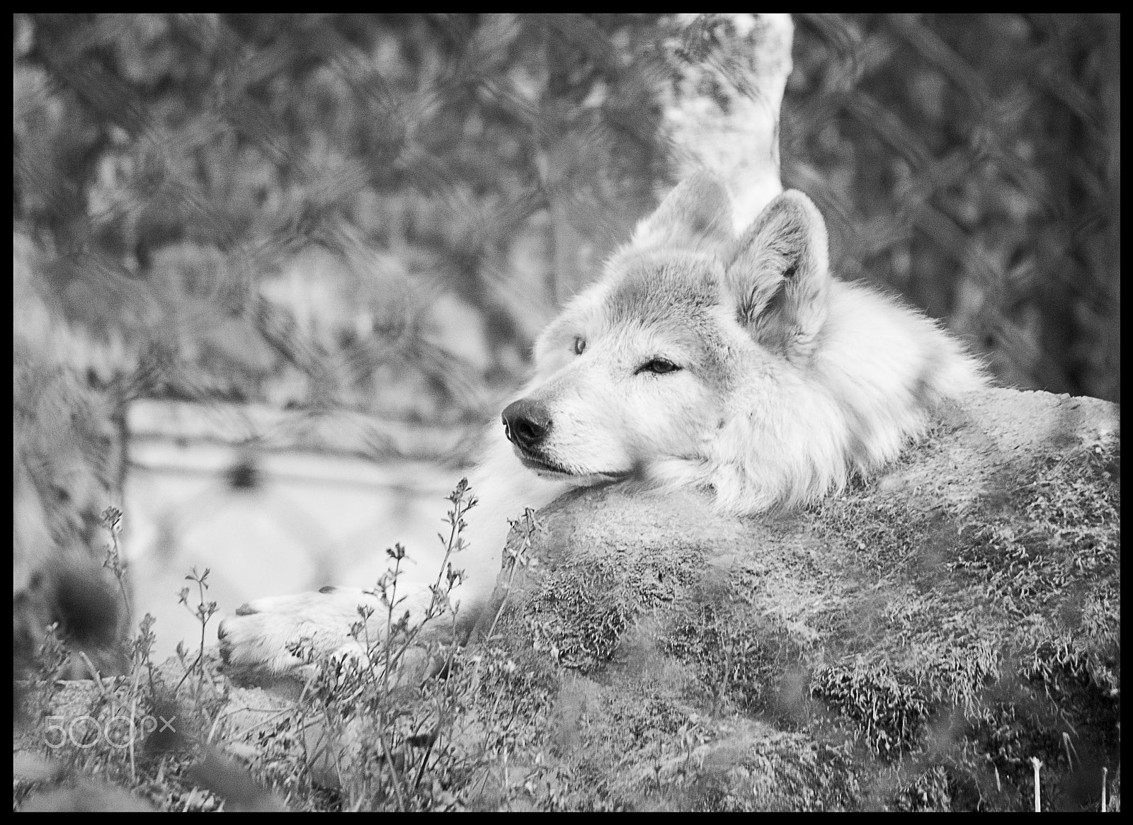 Canon EF-S 55-250mm F4-5.6 IS sample photo. Siberian white wolf. photography