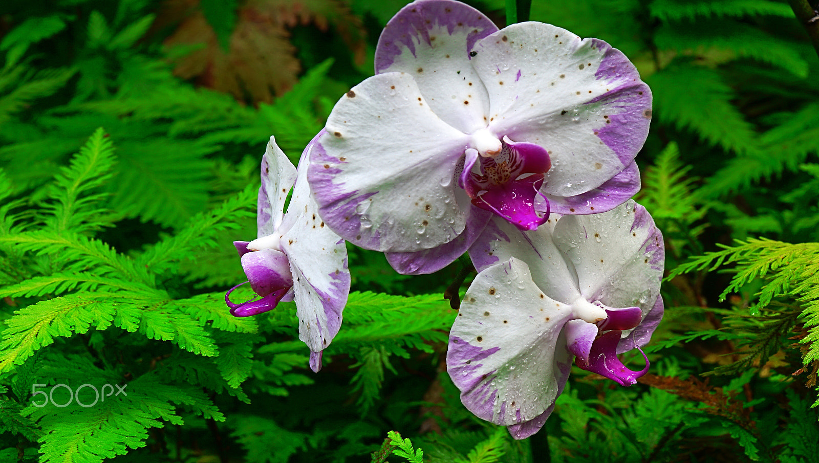 Sony SLT-A77 sample photo. Orchids 11 photography