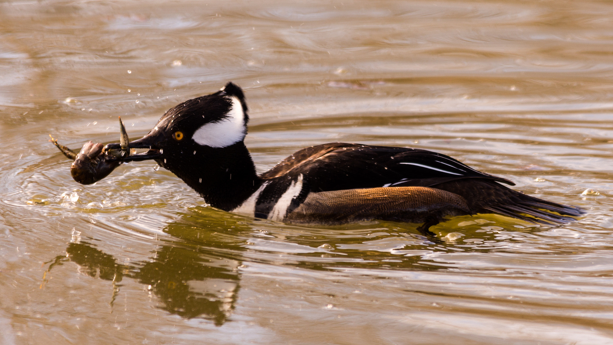 Nikon D7200 + Sigma 150-500mm F5-6.3 DG OS HSM sample photo. Lunchtime for the hooded merganser photography