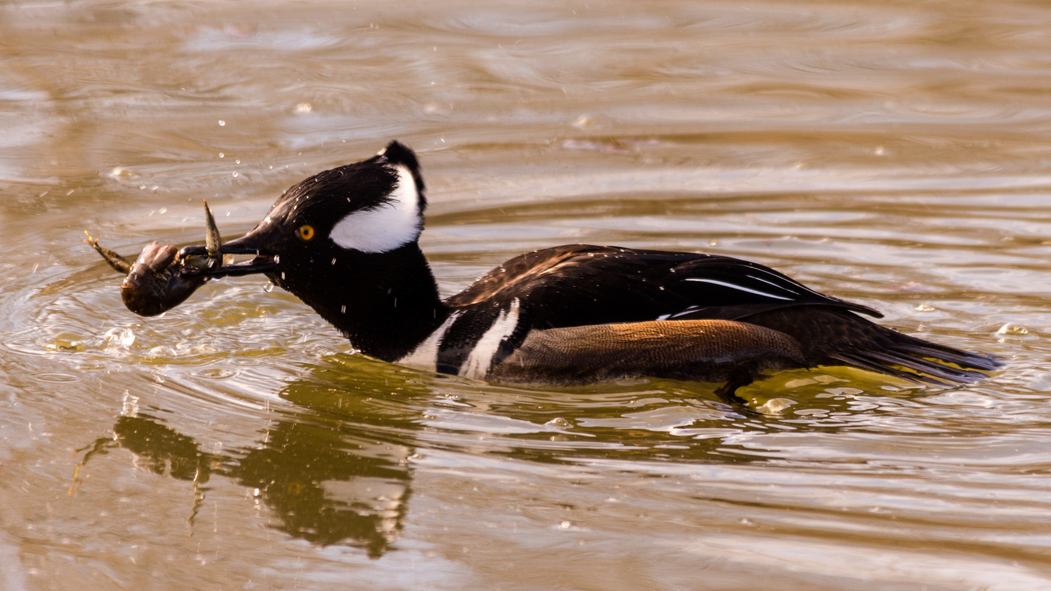 Sigma 150-500mm F5-6.3 DG OS HSM sample photo. Lunchtime for the hooded merganser photography