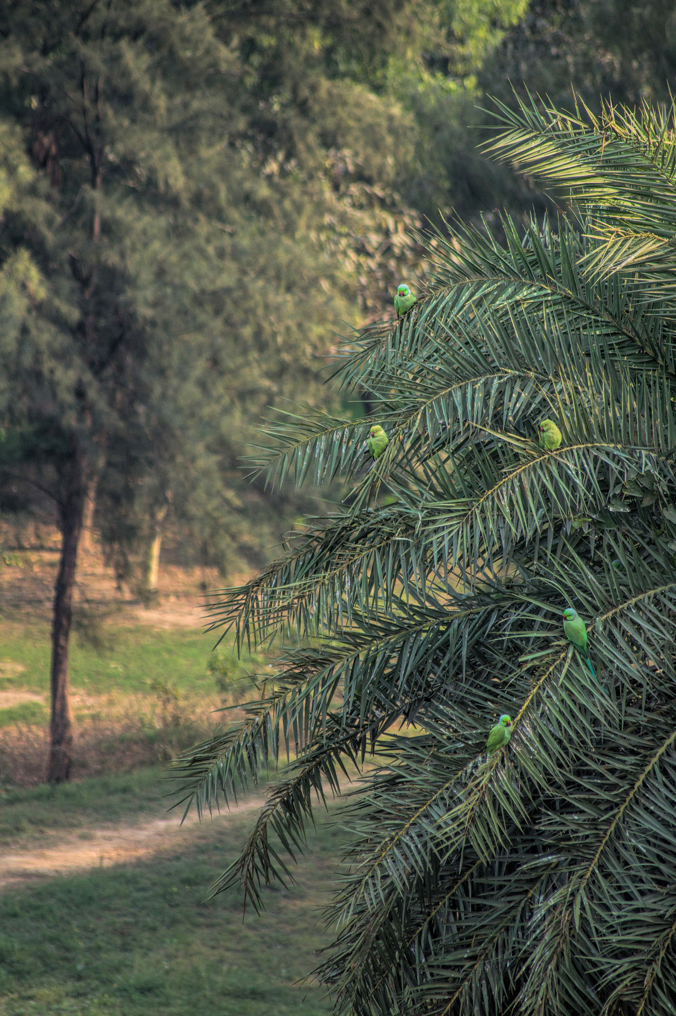 Sony 75-300mm F4.5-5.6 sample photo. Dependence photography
