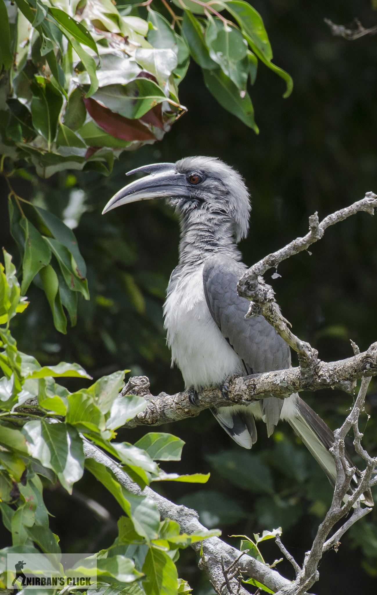 Nikon AF-S Nikkor 200-500mm F5.6E ED VR sample photo. Indian grey hornbill photography