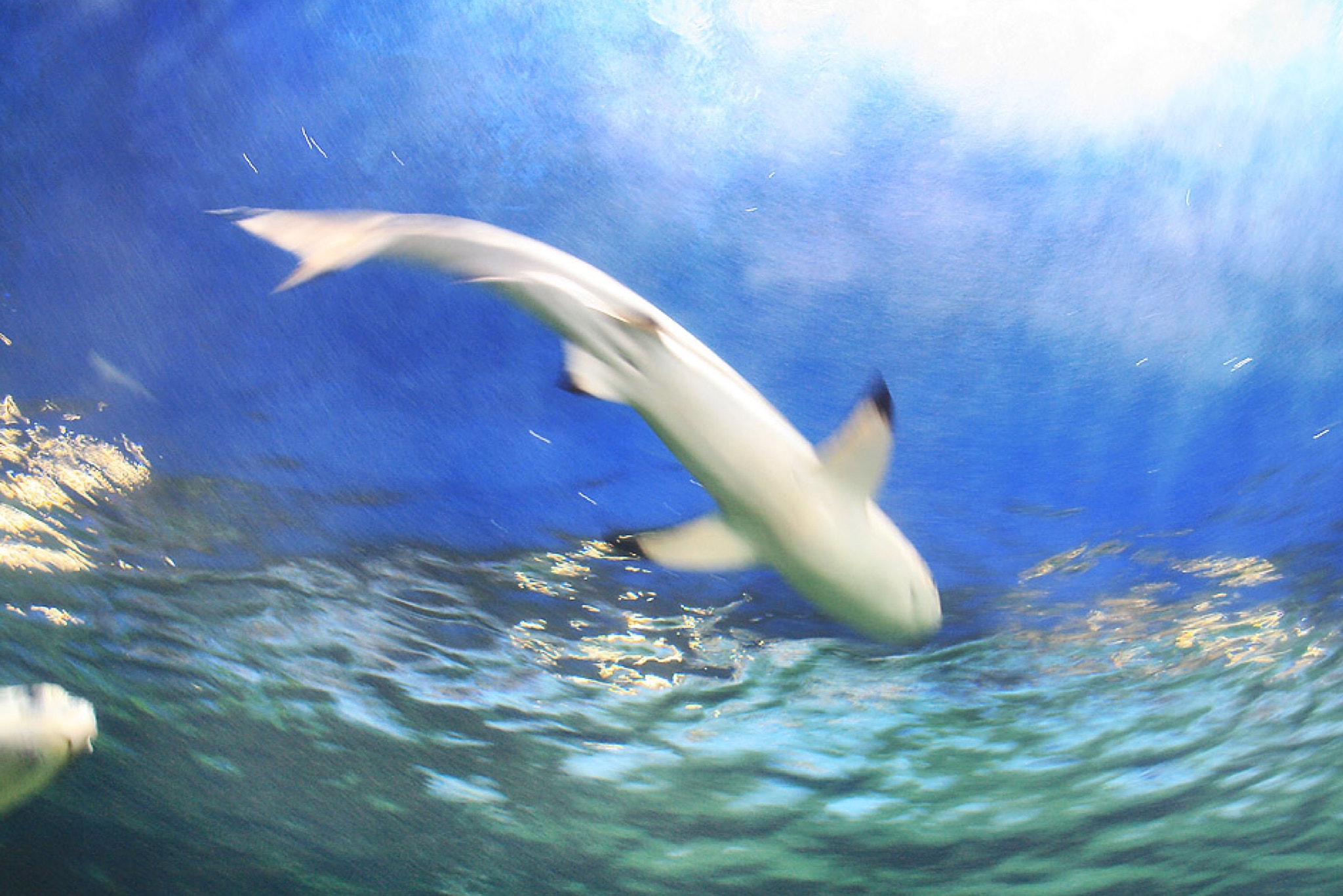Canon EOS 400D (EOS Digital Rebel XTi / EOS Kiss Digital X) sample photo. Shark in the aquarium photography