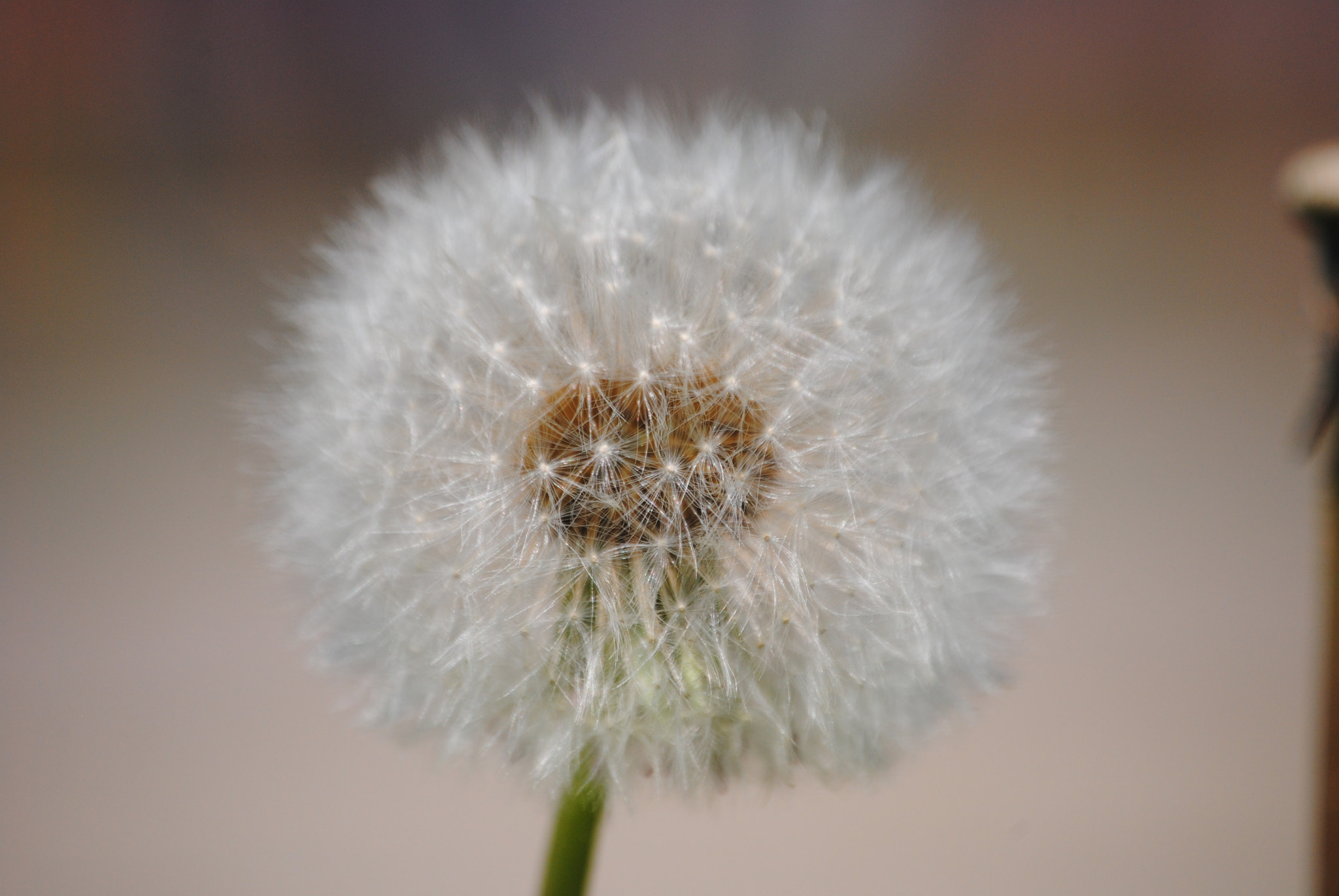 Nikon D3000 sample photo. Dandelion flower photography