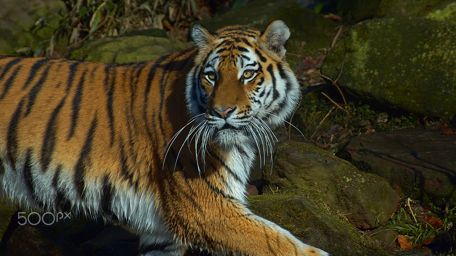 Tamron SP 70-300mm F4-5.6 Di USD sample photo. Tigerin photography