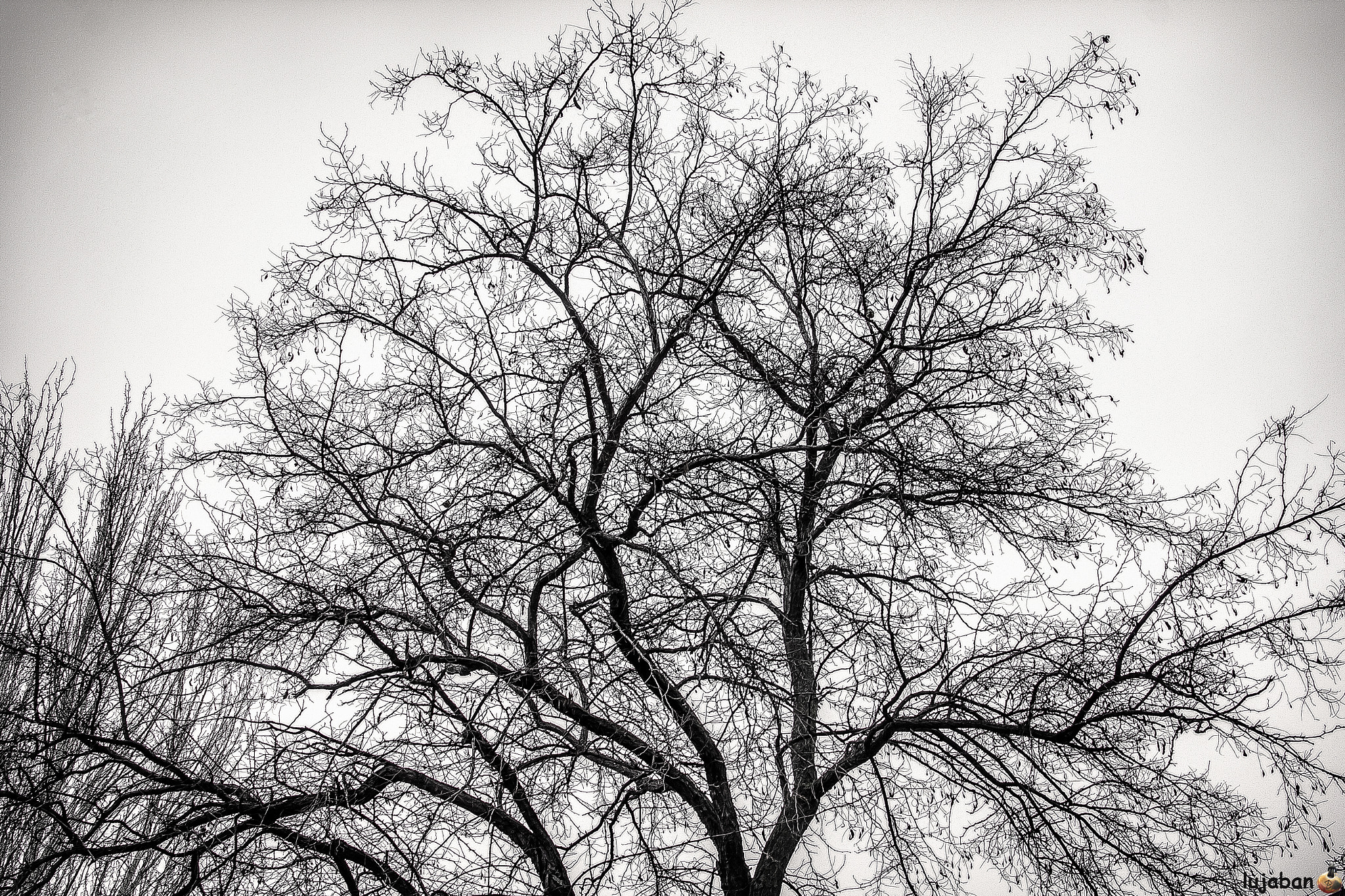 Canon EOS 60D sample photo. A winter's tree photography