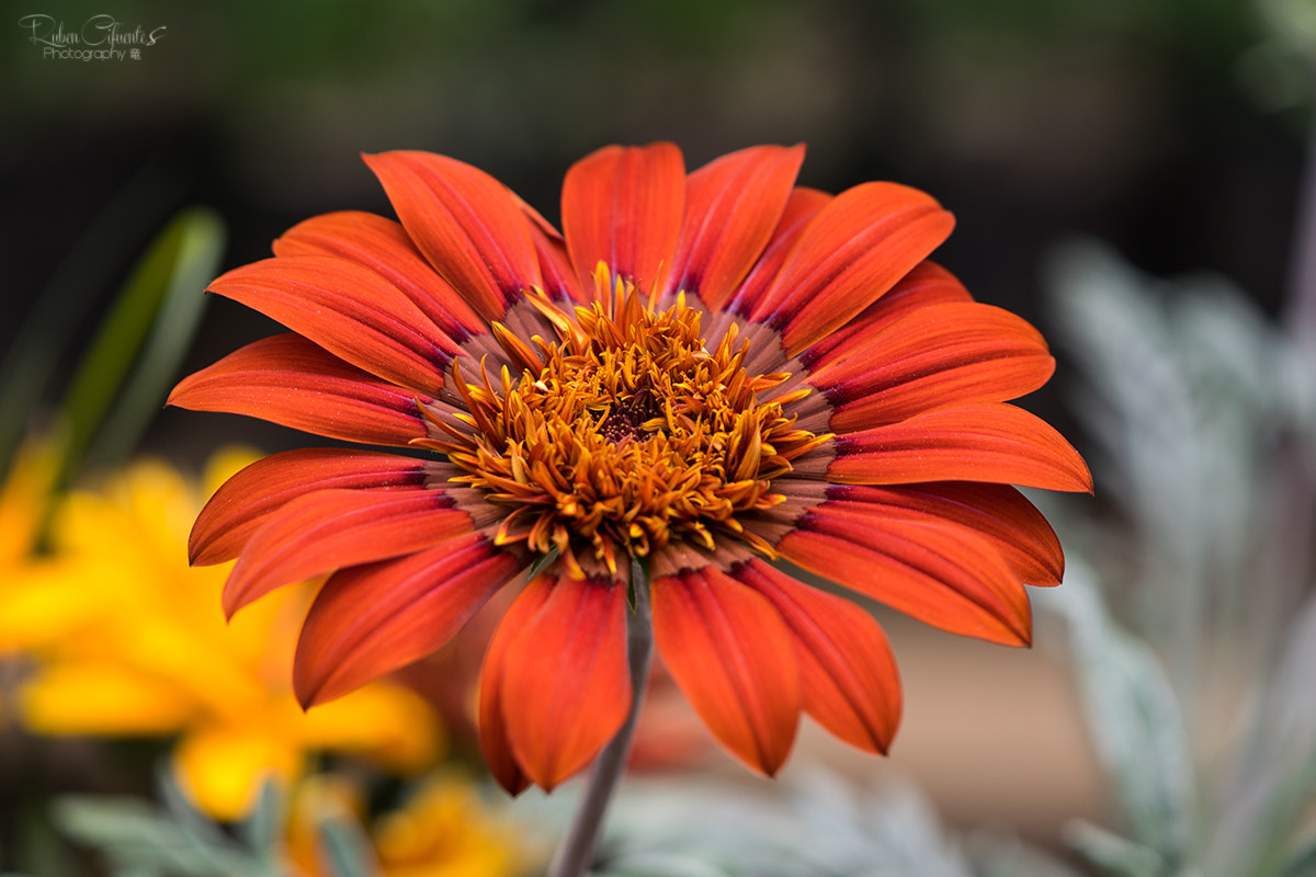Nikon AF-S DX Micro-Nikkor 85mm F3.5G ED VR sample photo. Gerbera naranja photography
