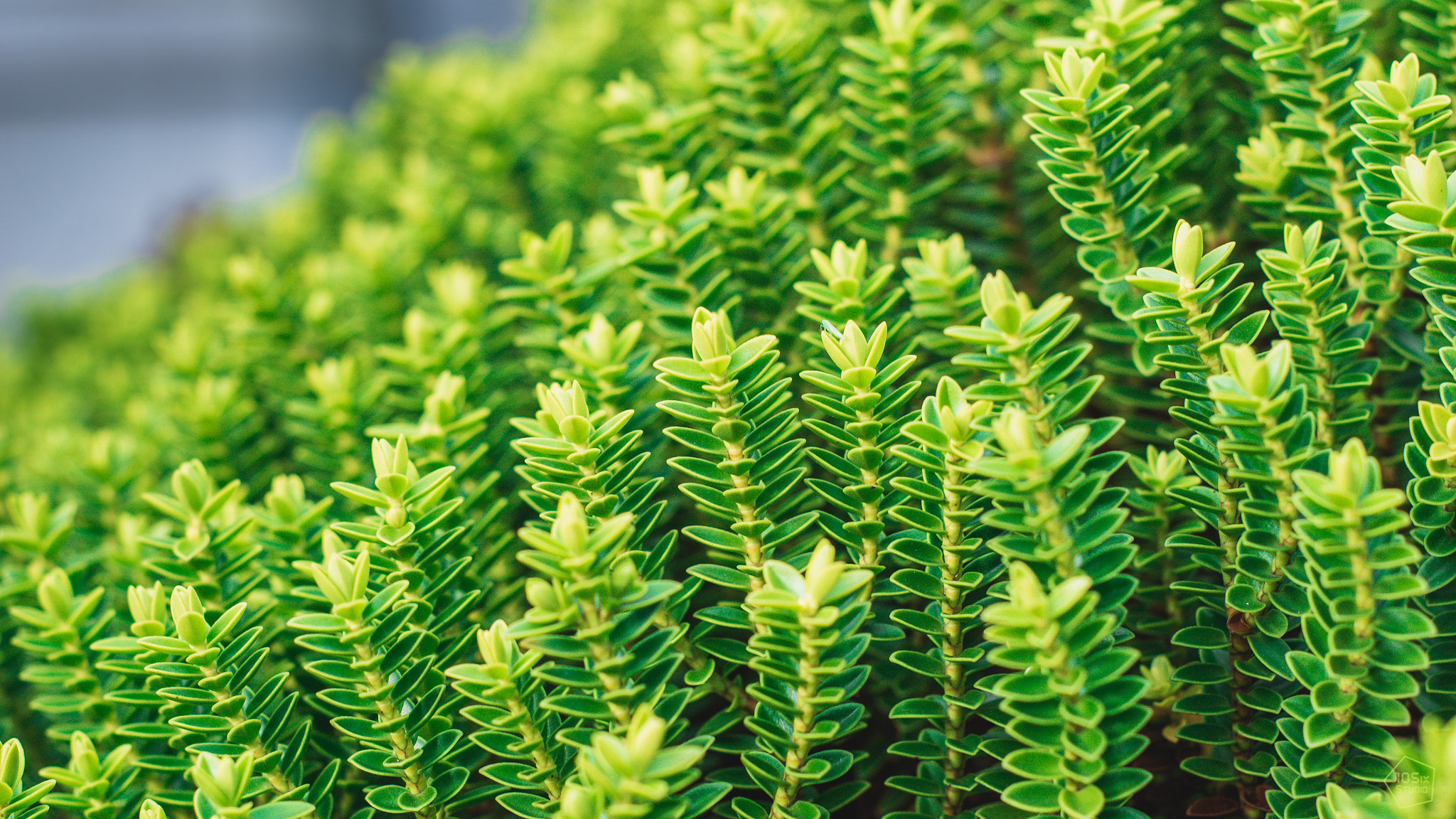 Sony ILCA-77M2 + Minolta AF 50mm F1.7 sample photo. Green flowers photography