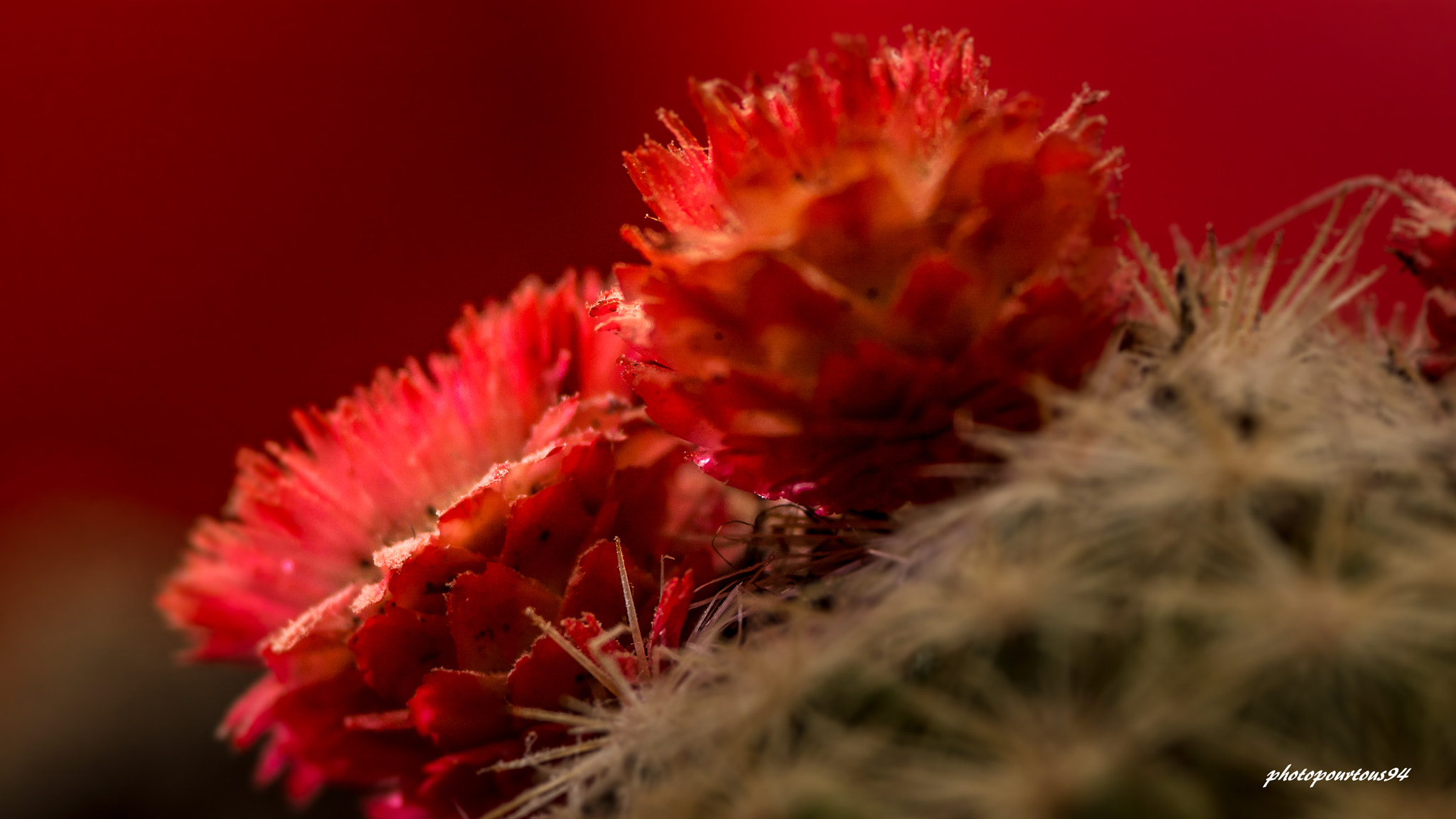 Nikon D7100 + Sigma 70-200mm F2.8 EX DG OS HSM sample photo. Cactus rouge photography