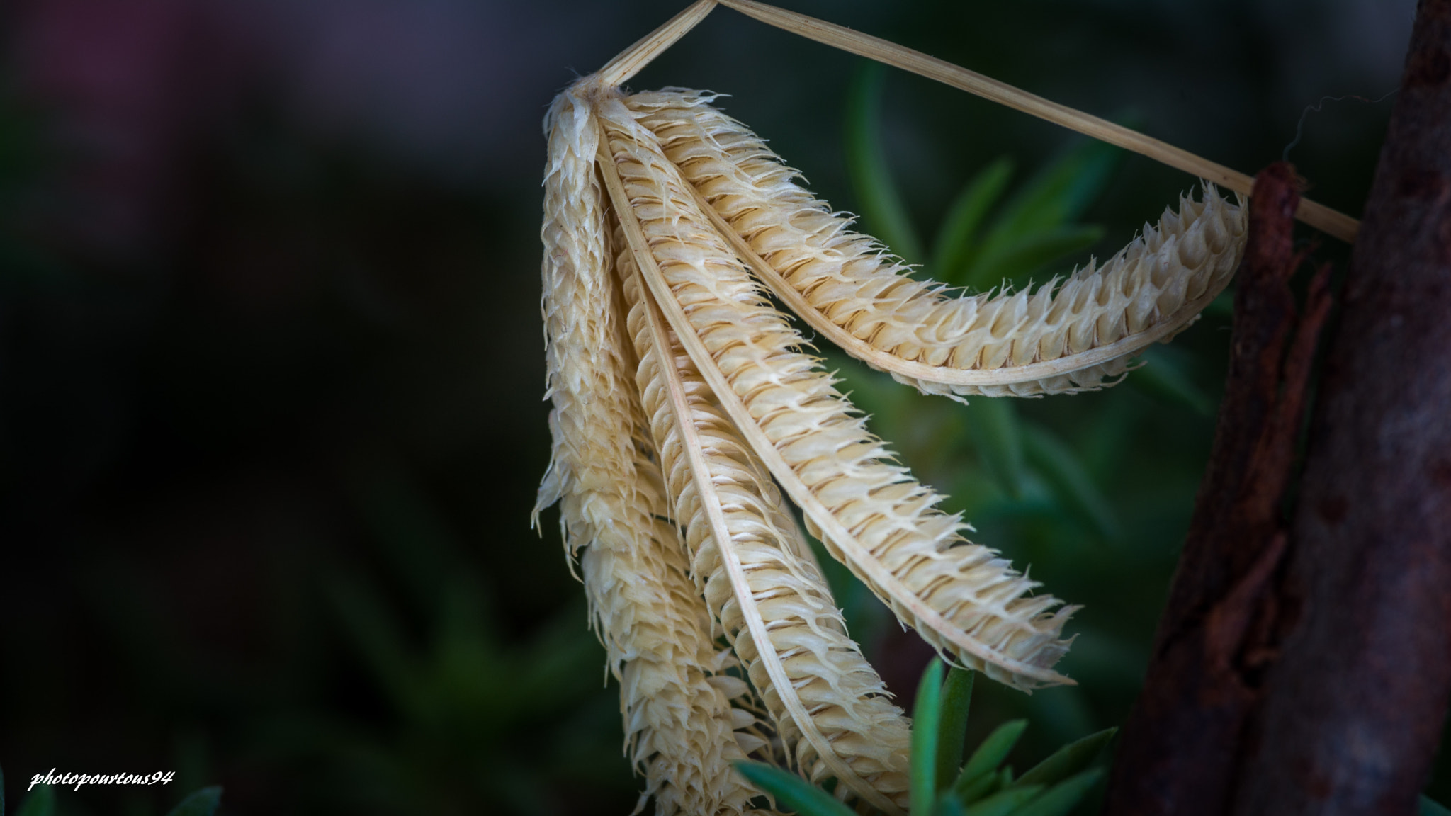 Nikon D7100 + Sigma 70-200mm F2.8 EX DG OS HSM sample photo. épis de blé photography