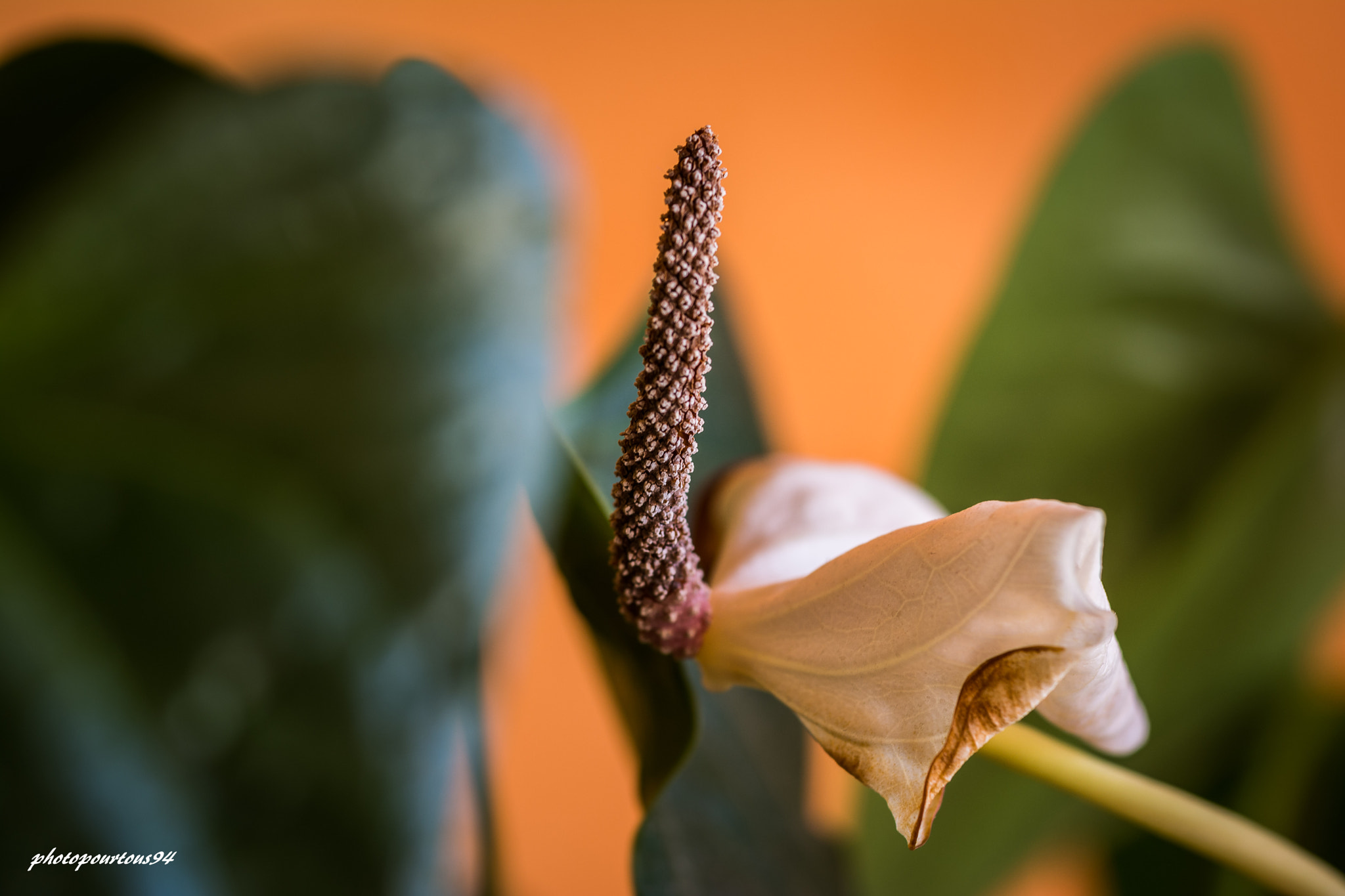 Sigma 70-200mm F2.8 EX DG OS HSM sample photo. Fleur arome photography