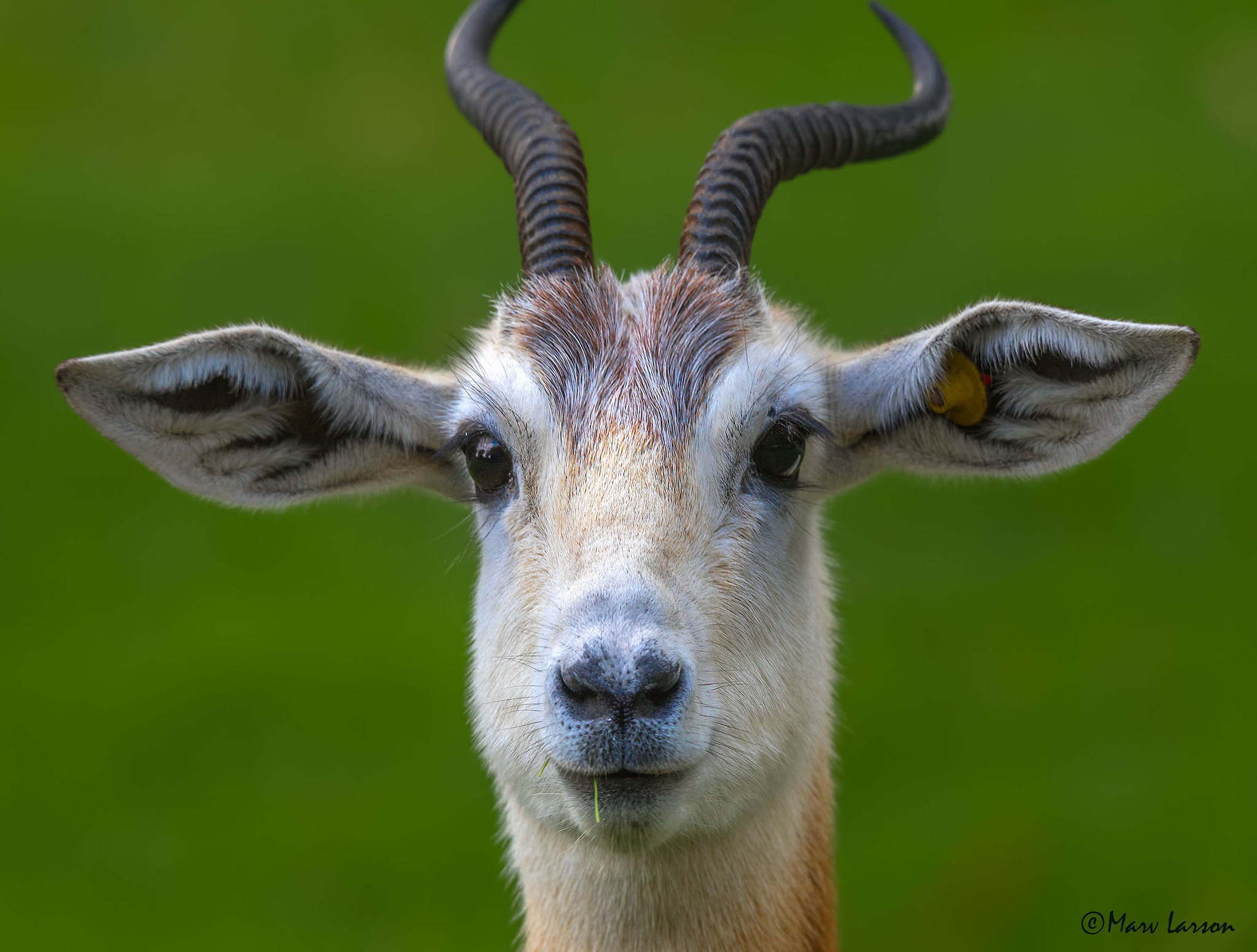 Tamron SP 150-600mm F5-6.3 Di VC USD sample photo. Addra gazelle photography