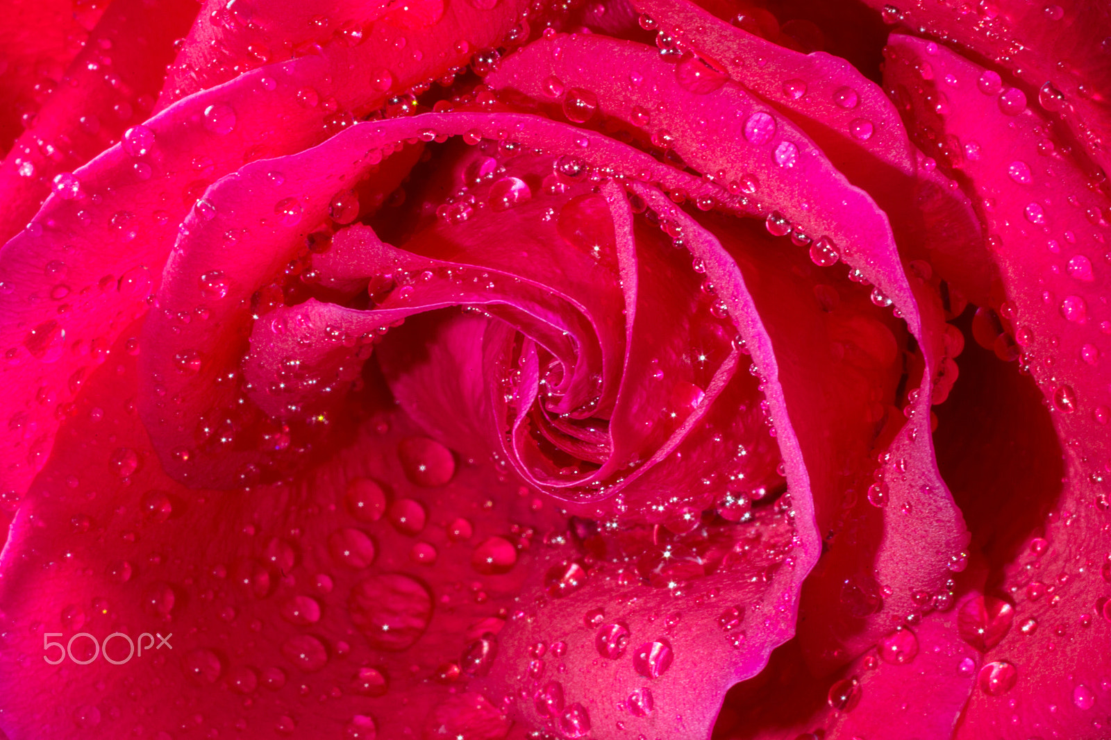 Canon EF 50mm F2.5 Macro sample photo. Rose photography