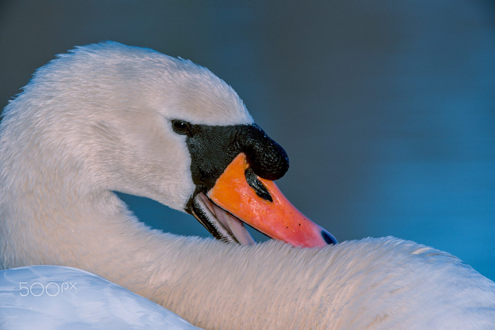 Nikon D800E sample photo. Schwan photography