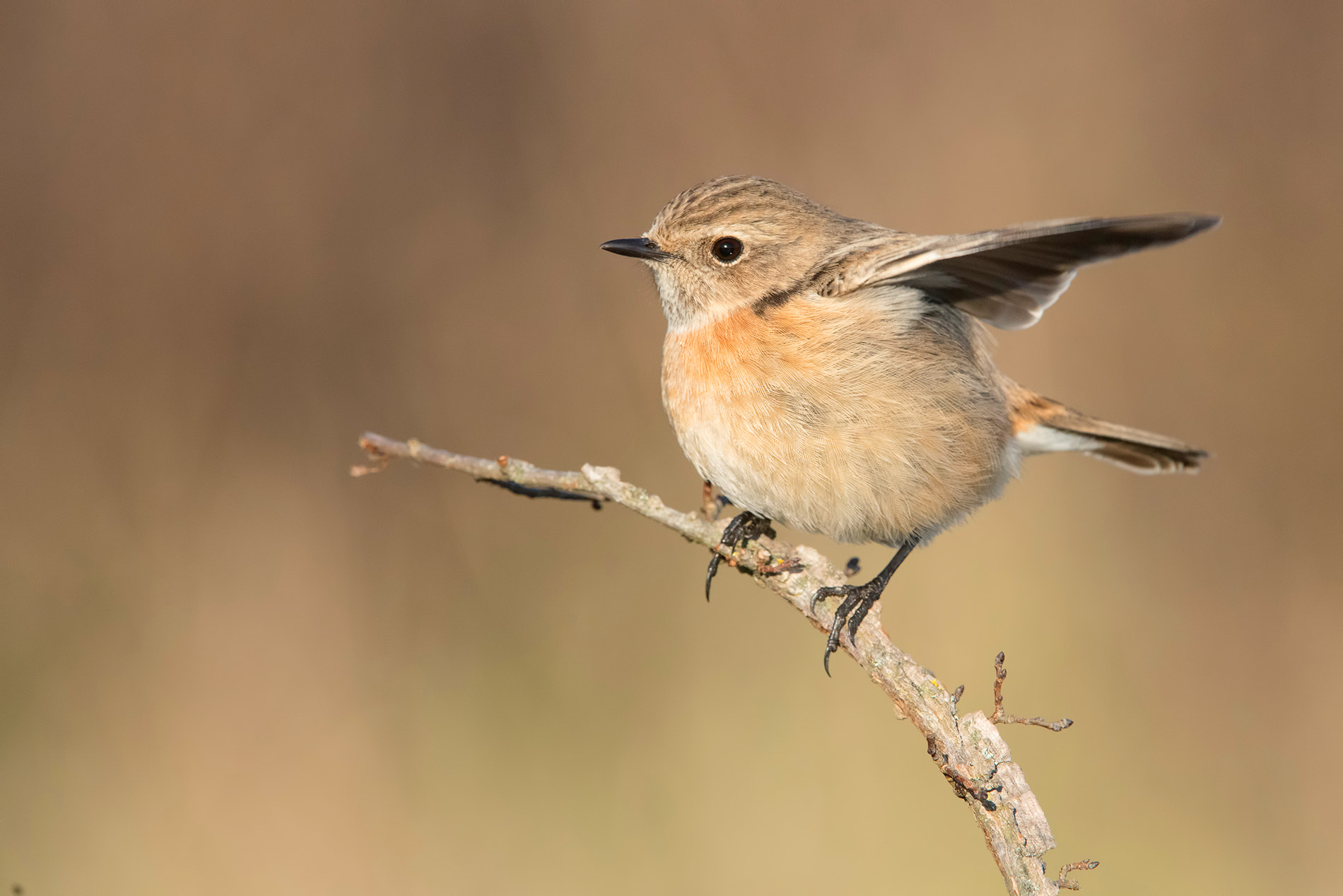 Nikon D810 sample photo. Stonechat- occhiocotto photography