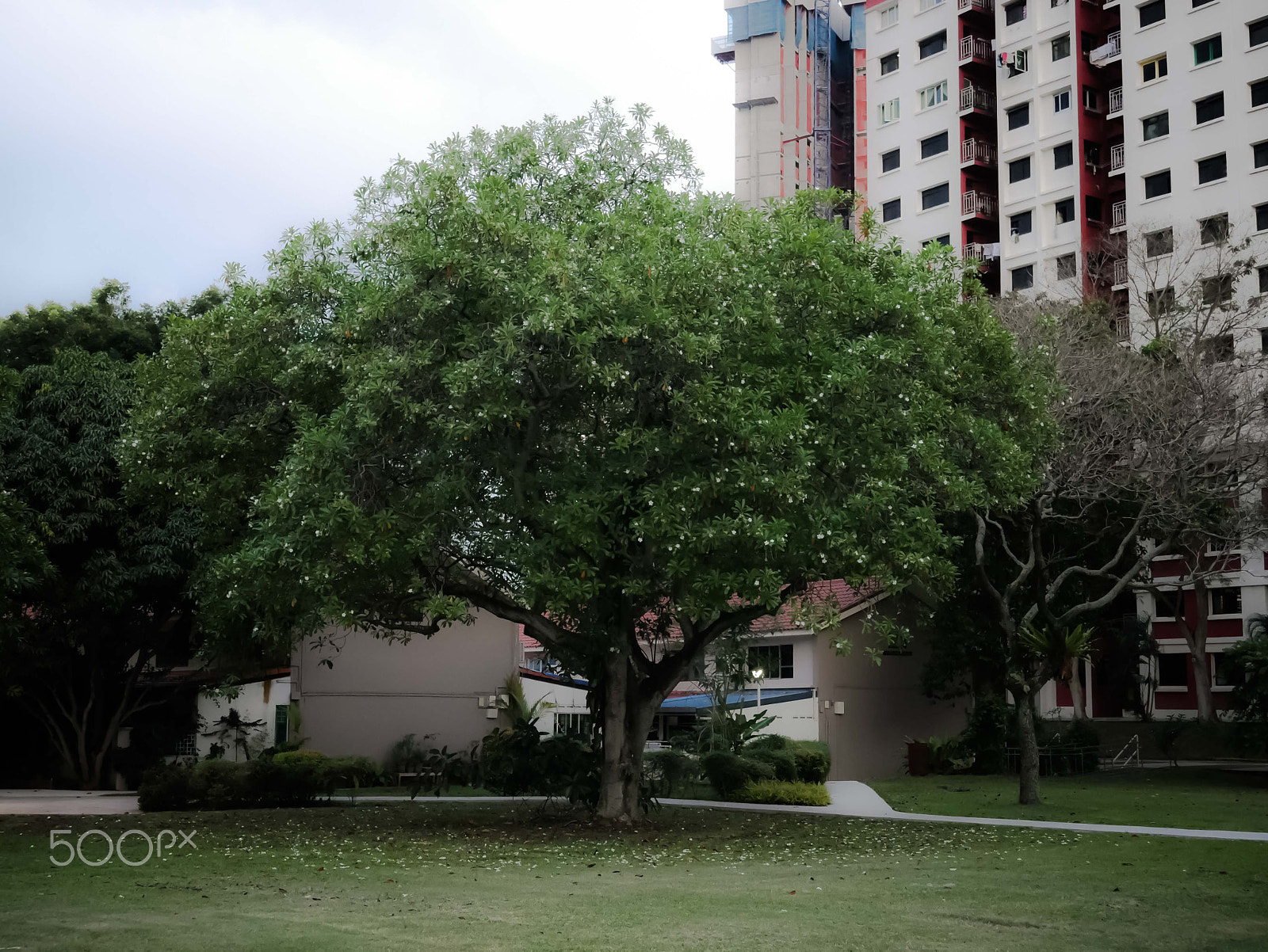 Panasonic Lumix DMC-G7 sample photo. Tree in stirling road hdb neighbourhood photography