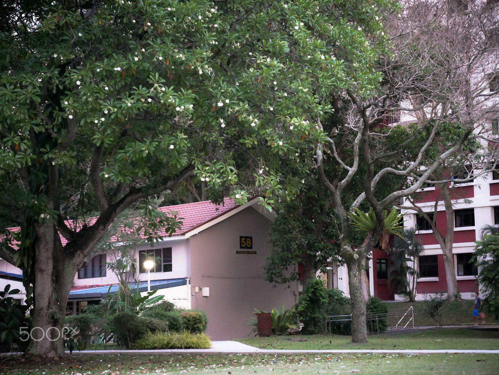 Panasonic Lumix DMC-G7 sample photo. Trees in stirling road hdb neighbourhoods photography