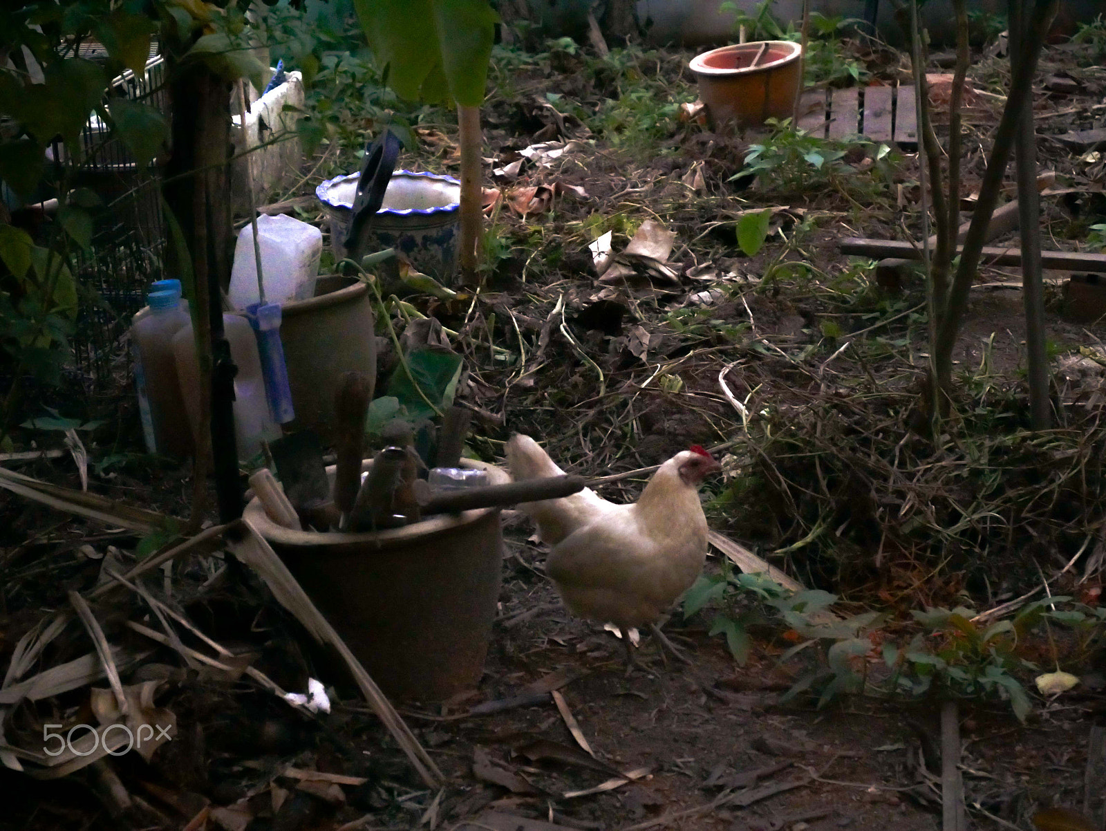 Panasonic Lumix DMC-G7 sample photo. Pet chicken in stirling road hdb neighbourhood photography