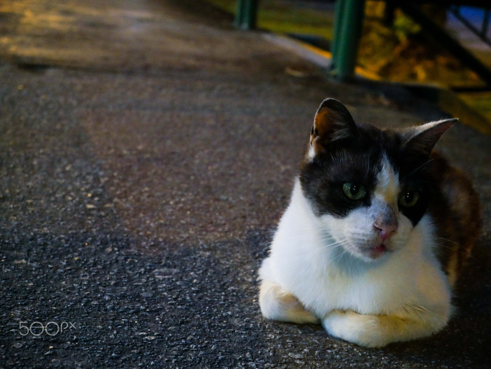 Panasonic Lumix DMC-G7 sample photo. Stray cat at stirling road photography