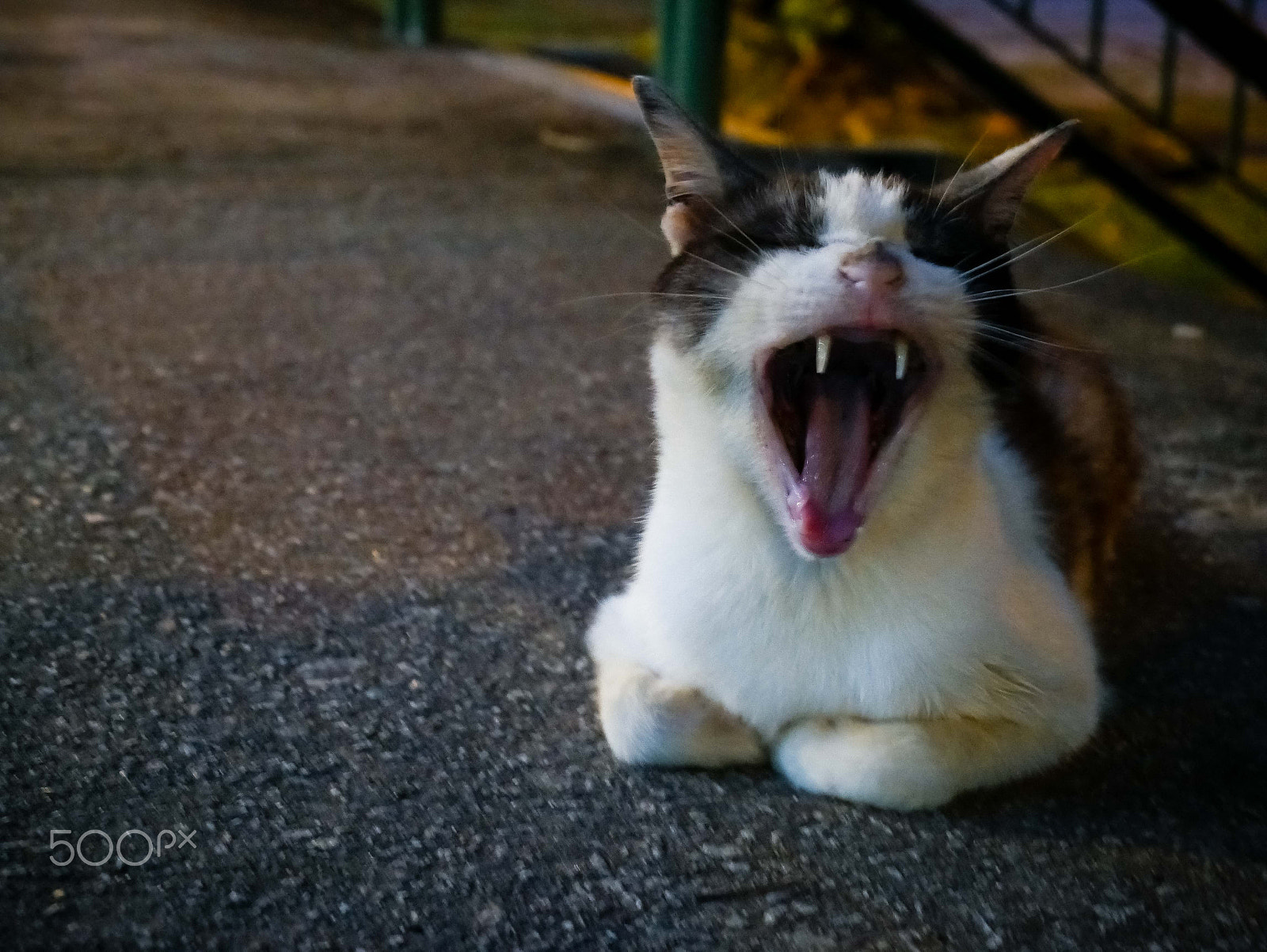 Panasonic Lumix DMC-G7 sample photo. Stray cat yawning photography