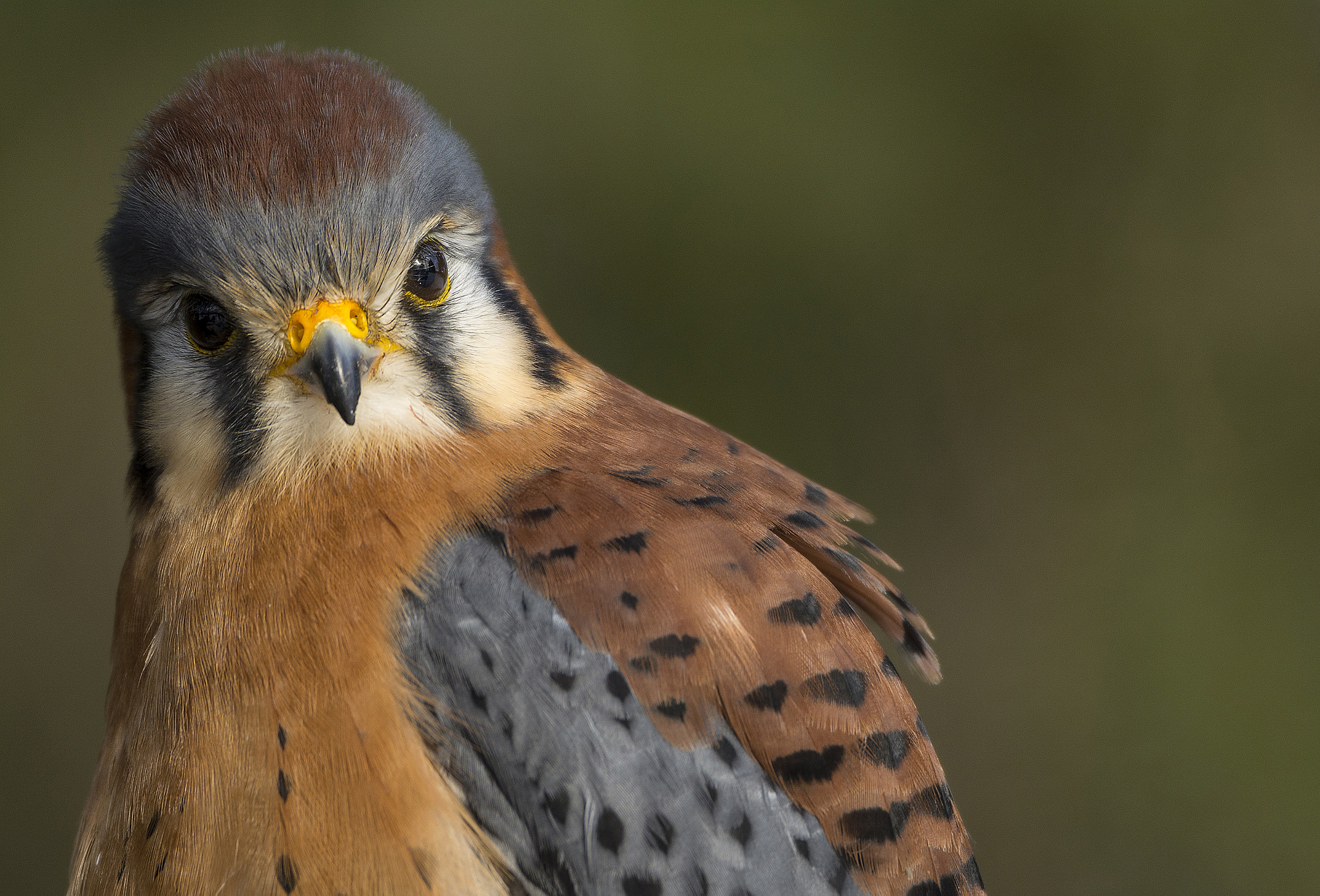 Sigma 150-600mm F5-6.3 DG OS HSM | C sample photo. American kestral photography