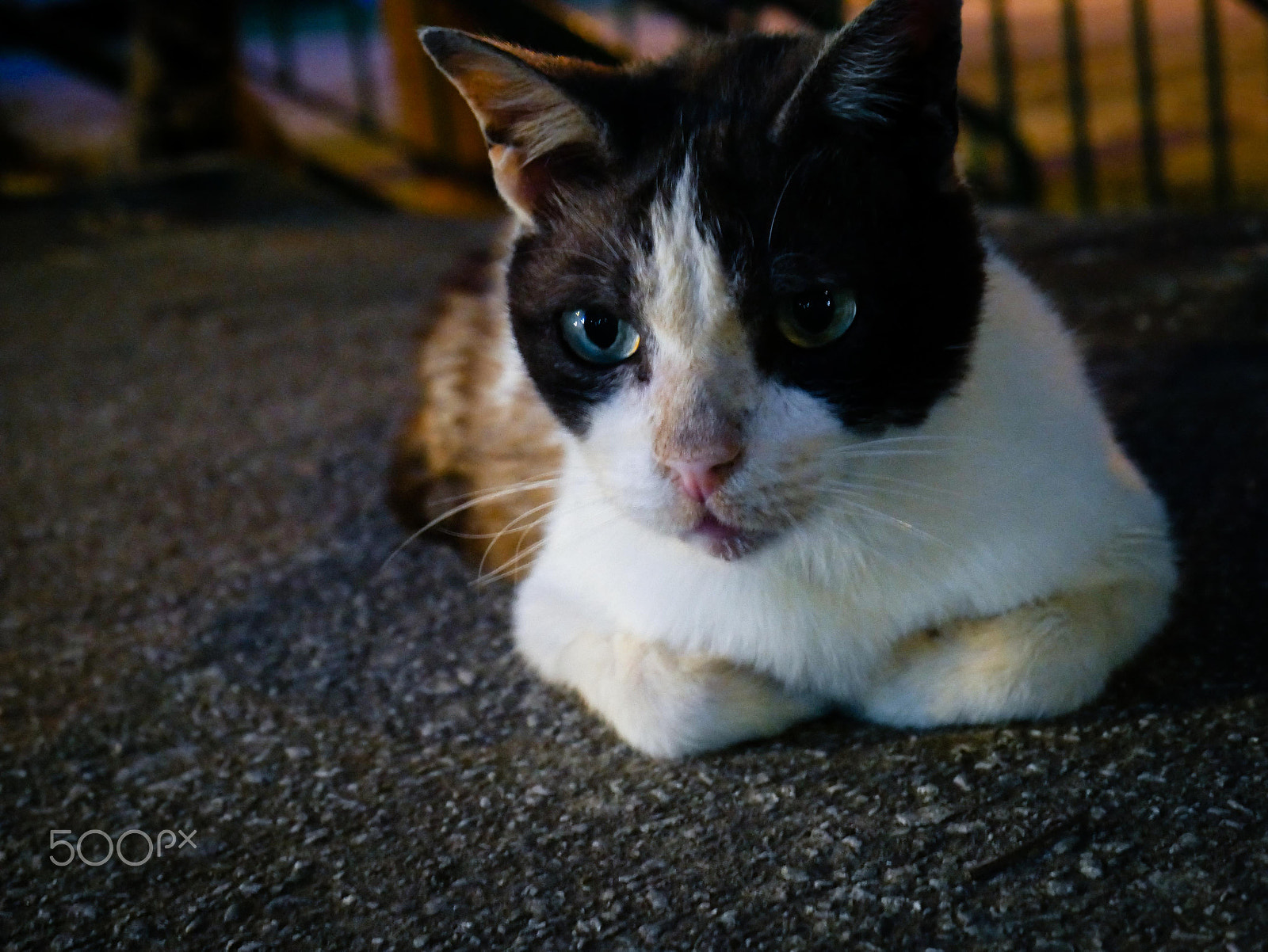 Panasonic Lumix DMC-G7 sample photo. Stray cat at stirling road photography