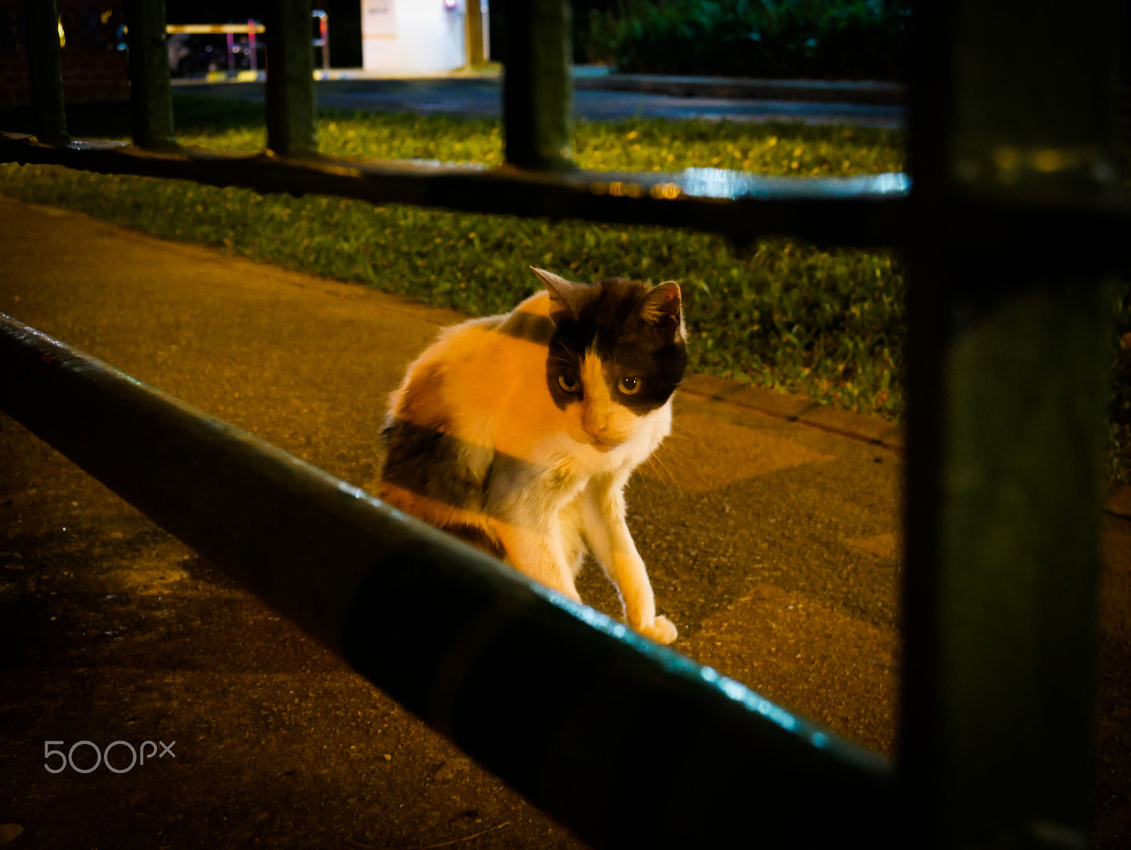 Panasonic Lumix DMC-G7 sample photo. Stray cat near railing photography