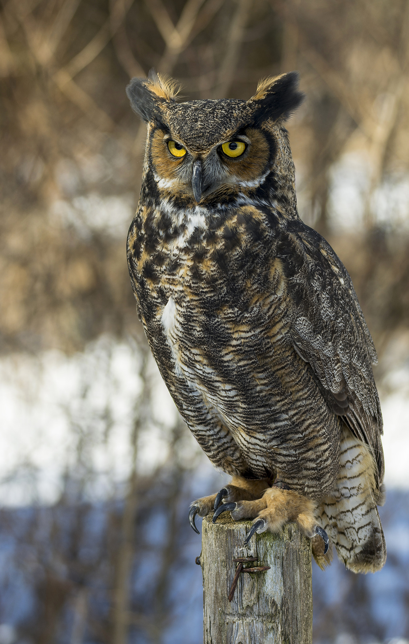 Sigma 150-600mm F5-6.3 DG OS HSM | C sample photo. Great horned owl photography