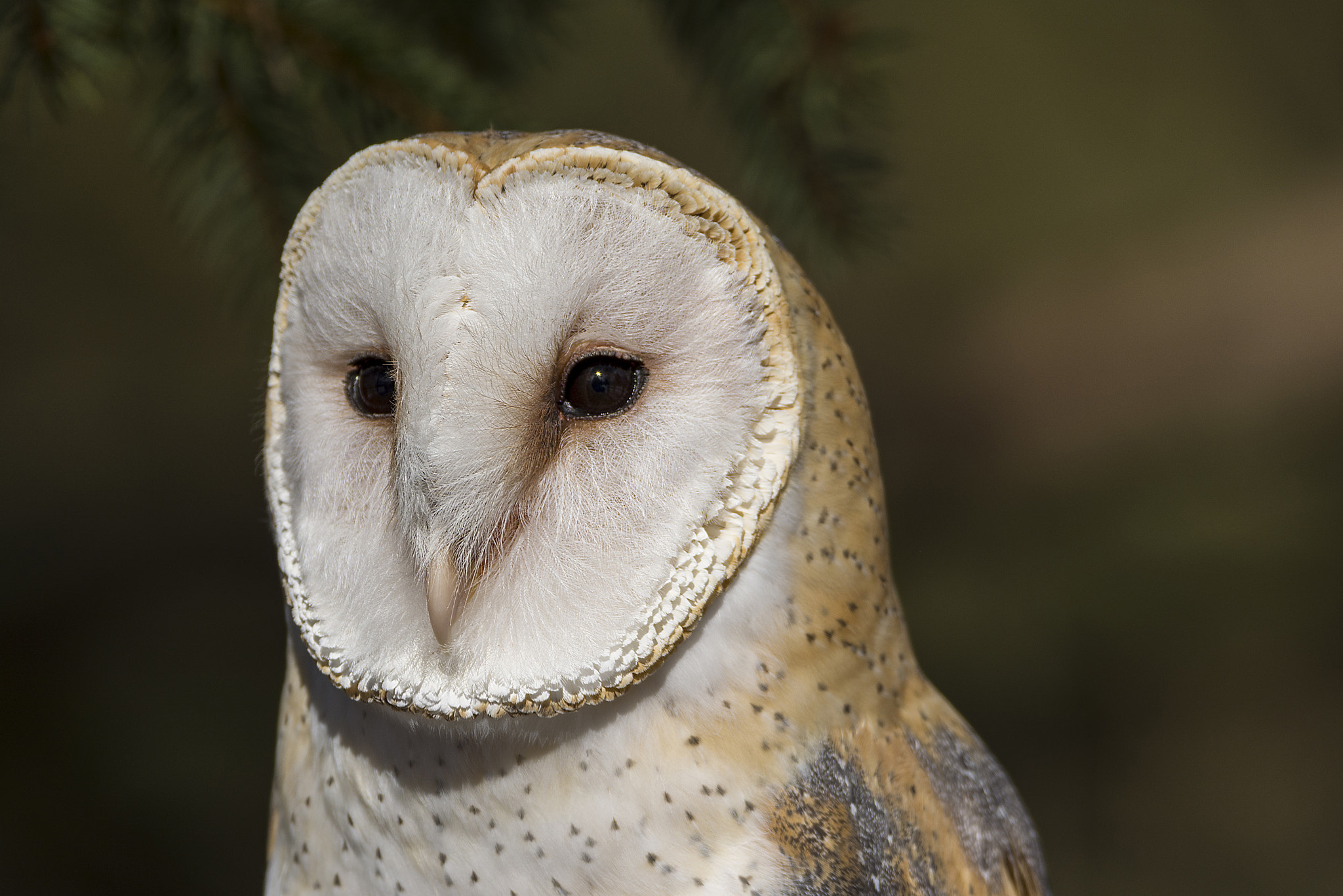 Sigma 150-600mm F5-6.3 DG OS HSM | C sample photo. Barn owl photography
