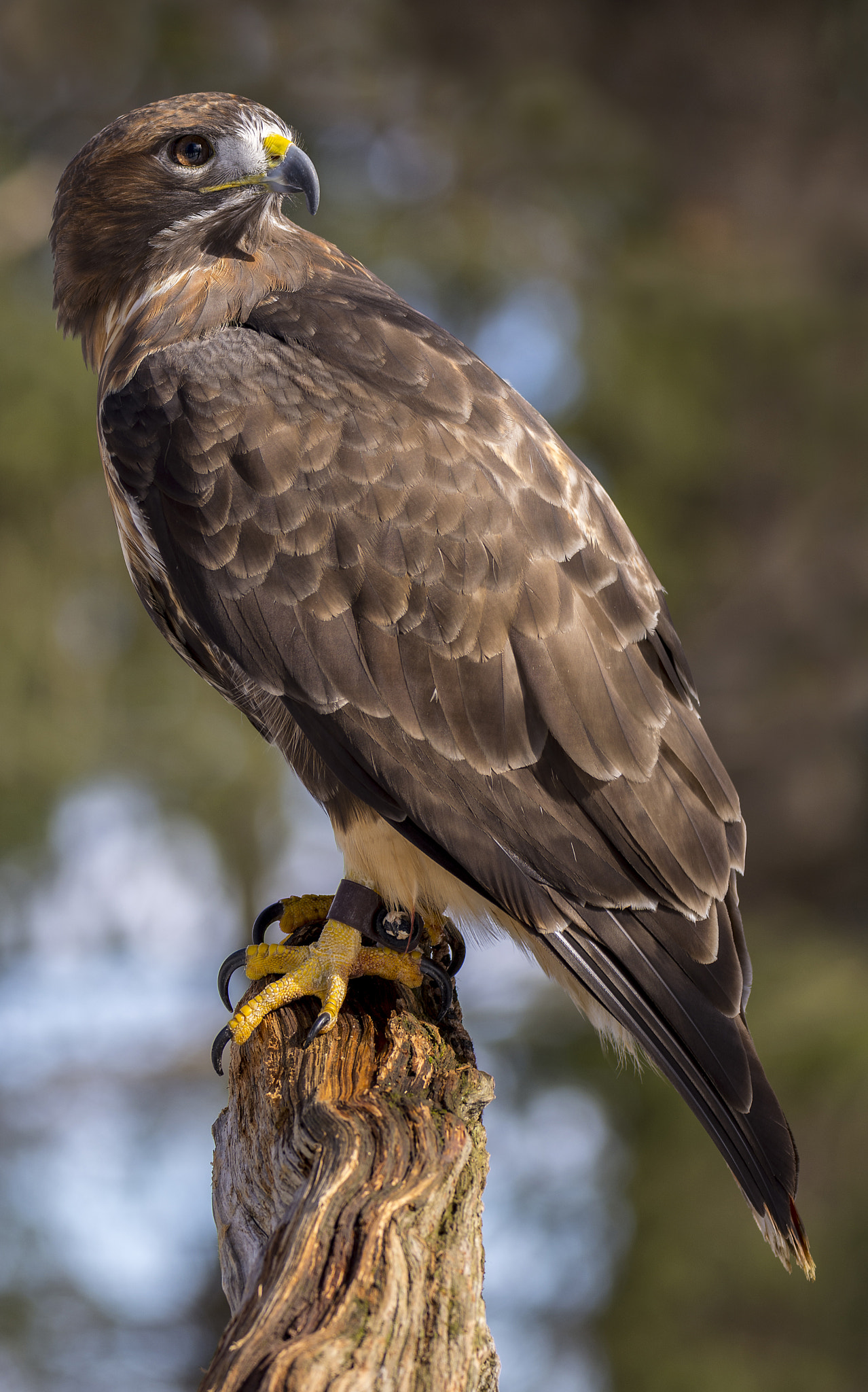Sigma 150-600mm F5-6.3 DG OS HSM | C sample photo. Red tailed hawk photography