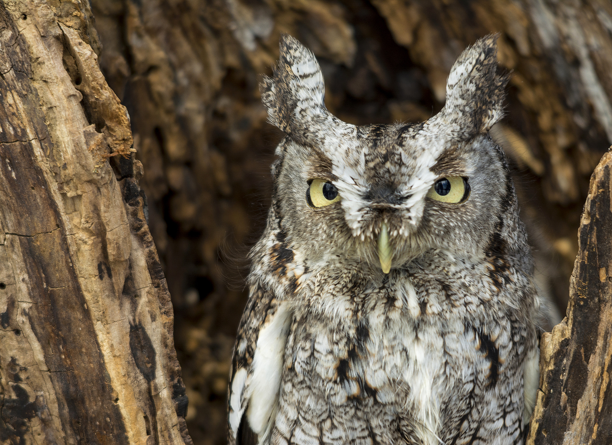 Nikon D5200 + Sigma 150-500mm F5-6.3 DG OS HSM sample photo. Eastern screech owl photography