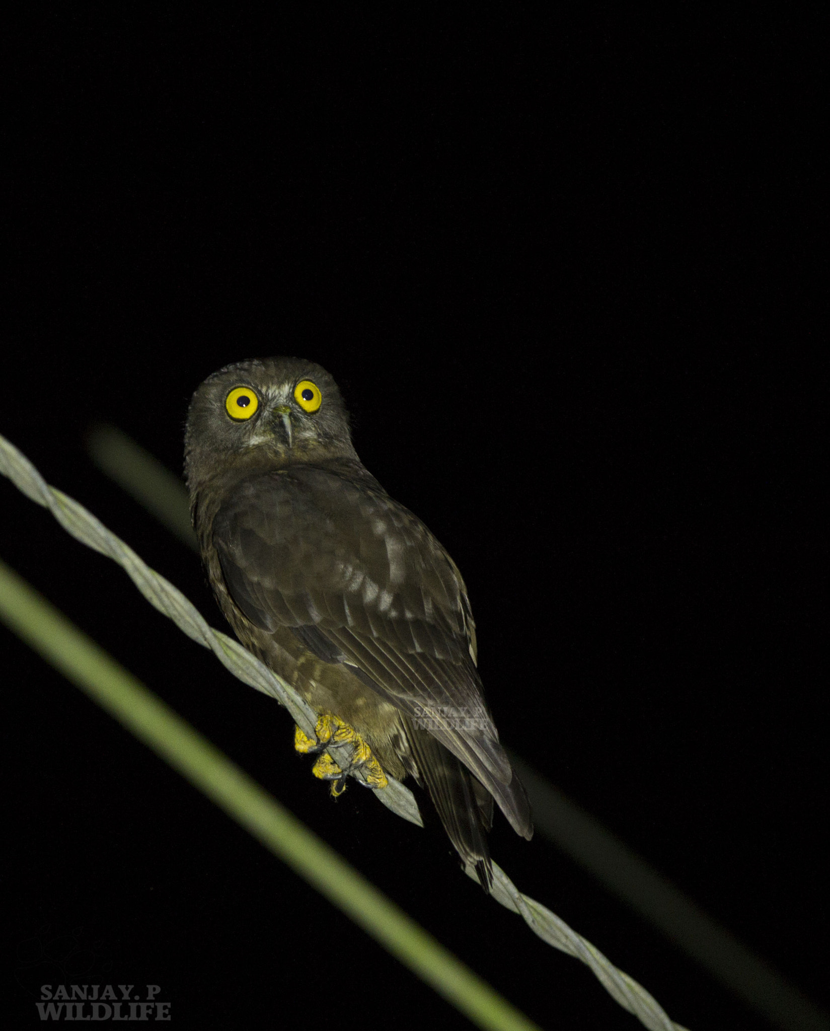 Canon EOS 60D + Canon EF 300mm F2.8L IS USM sample photo. Hume's hawk owl (ninox obscura) photography