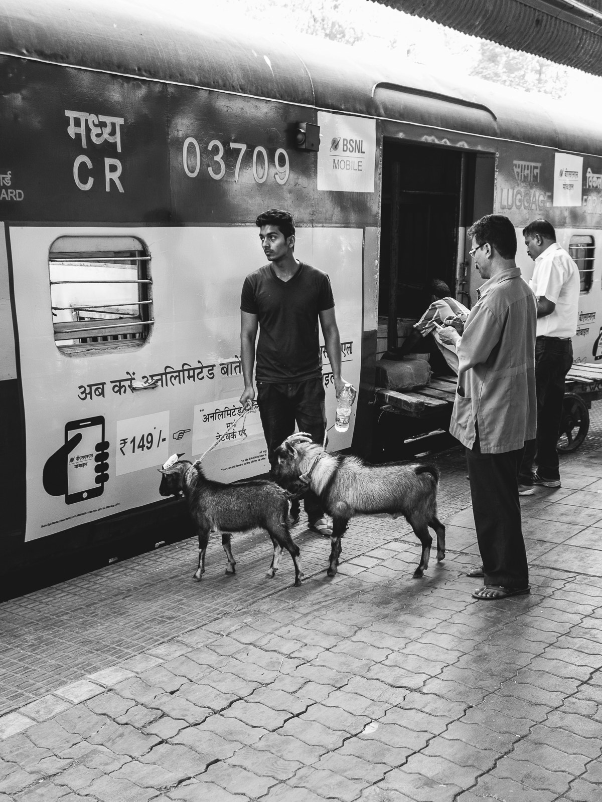 Olympus PEN-F sample photo. Traintrip with goats photography