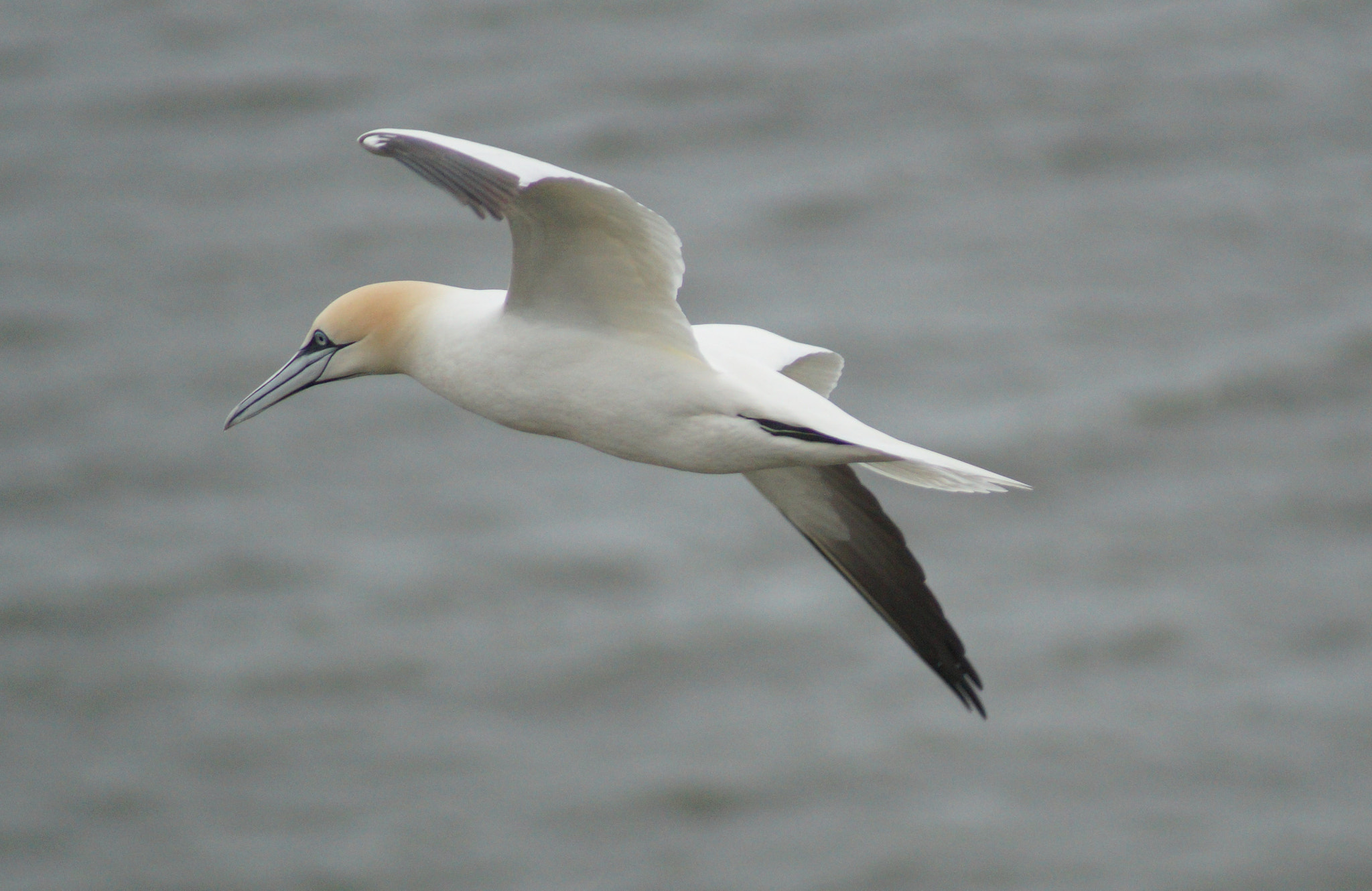 Sony 75-300mm F4.5-5.6 sample photo. Gannet photography