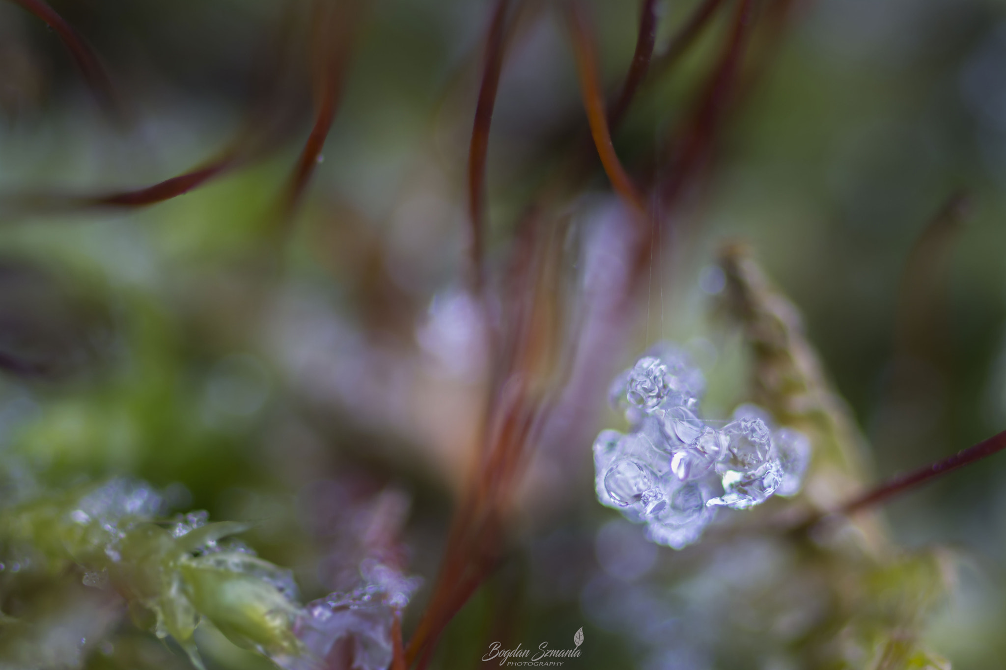 Nikon D5200 sample photo. Winter crystals photography