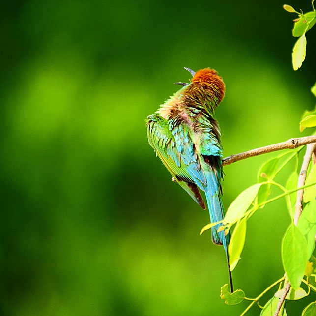 Nikon D300S sample photo. Morning song! photography