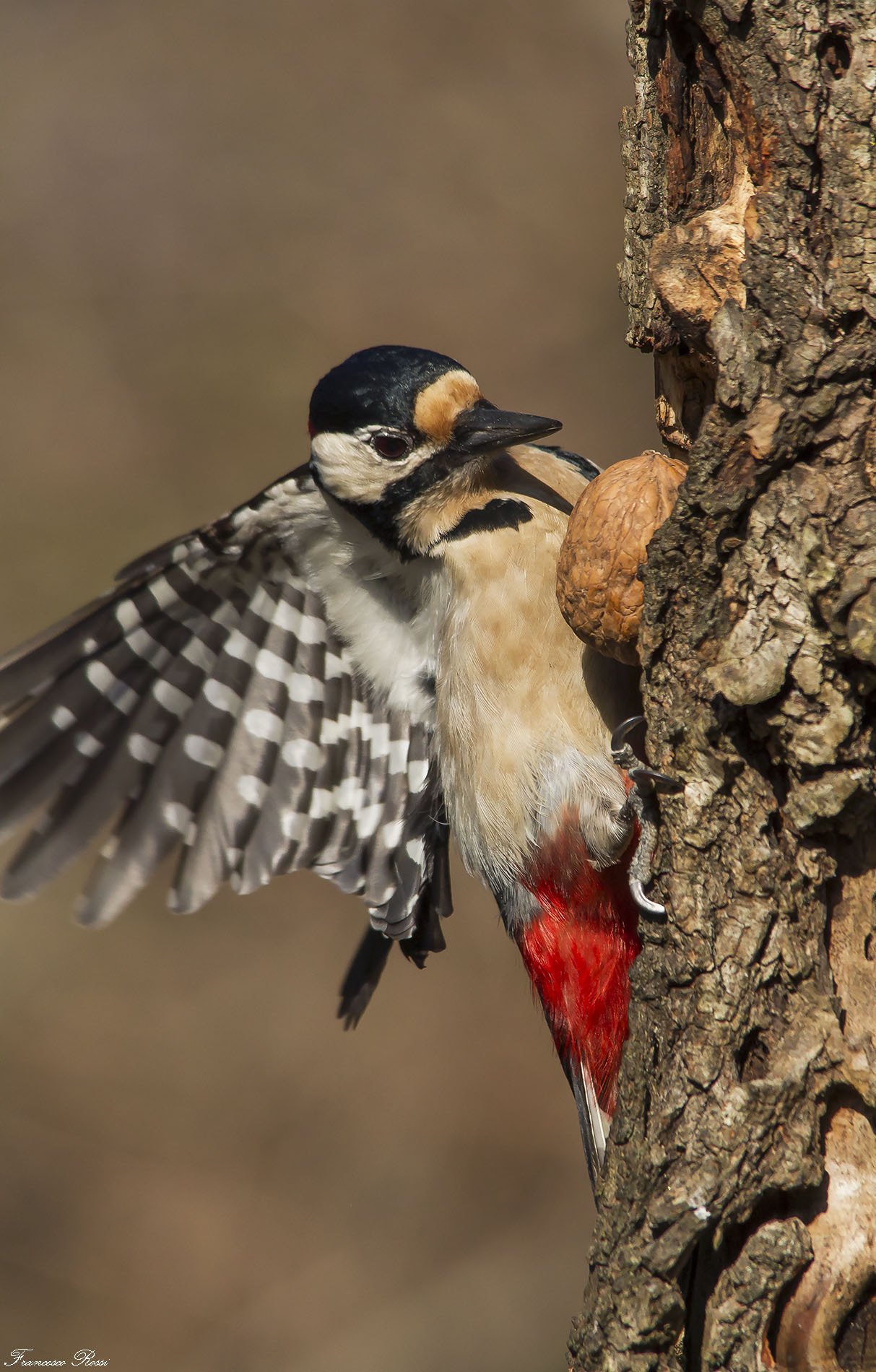 Sigma 150-500mm F5-6.3 DG OS HSM sample photo. Great spotted wood pecker, picchio rosso maggiore  photography