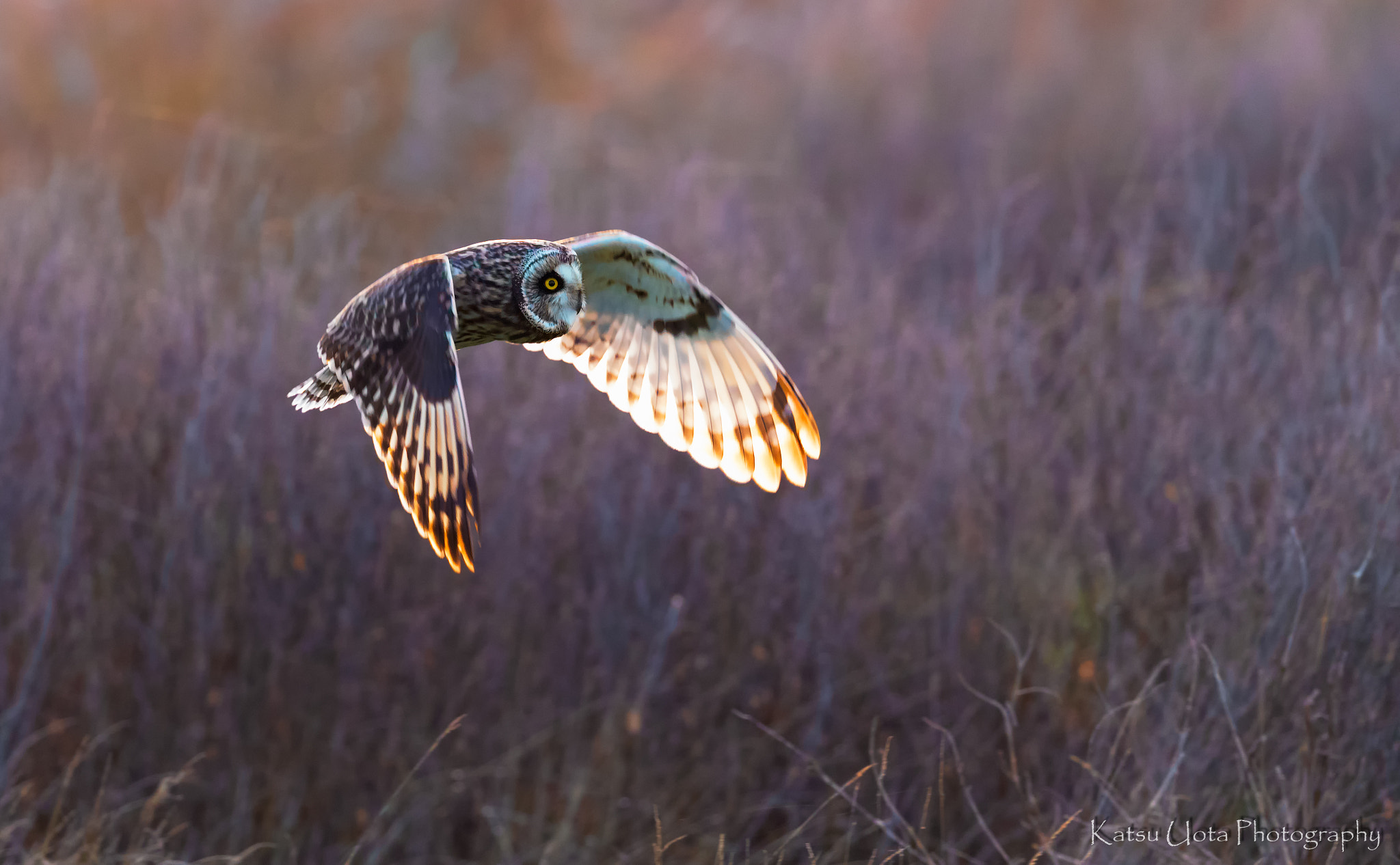 Canon EF 500mm F4L IS II USM sample photo. Backlit wings photography