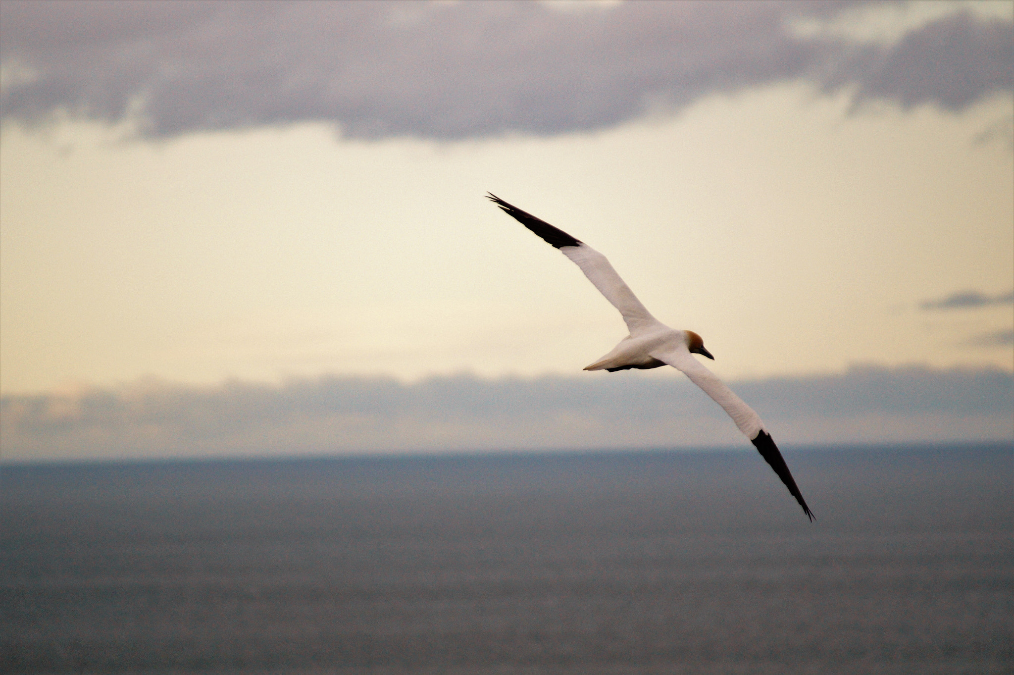 Sony 75-300mm F4.5-5.6 sample photo. On the wing photography