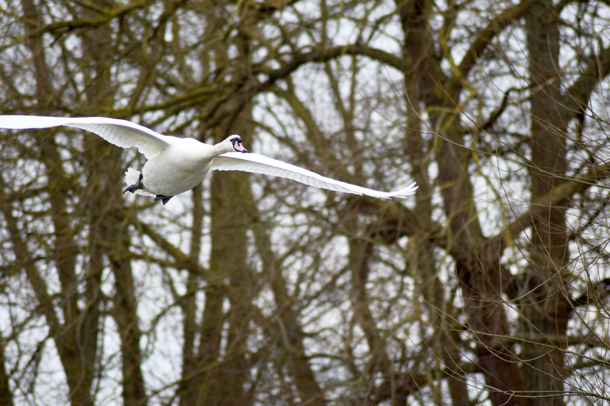 Nikon D3300 sample photo. Flying swan photography