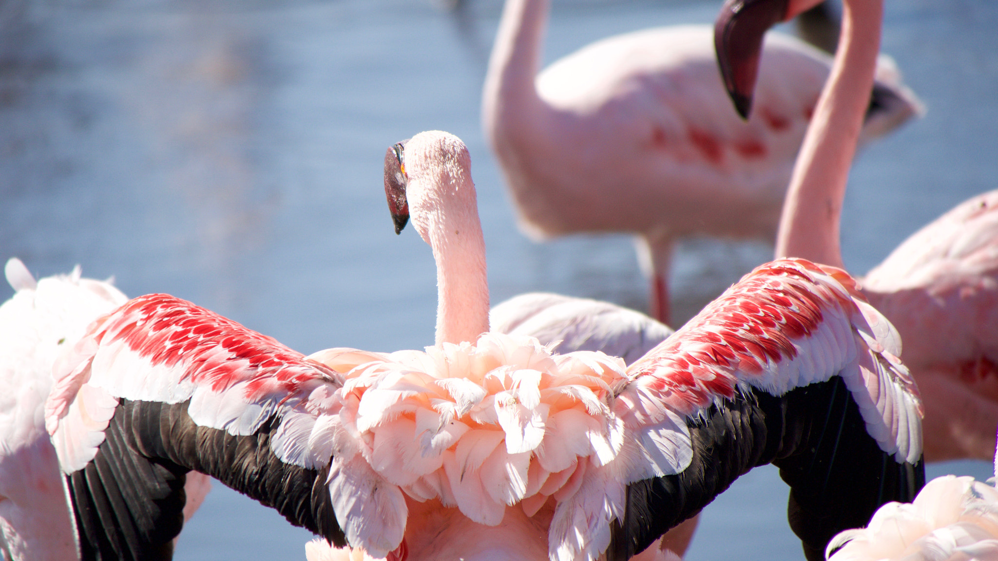 Panasonic Lumix DMC-GH4 sample photo. Pink photography