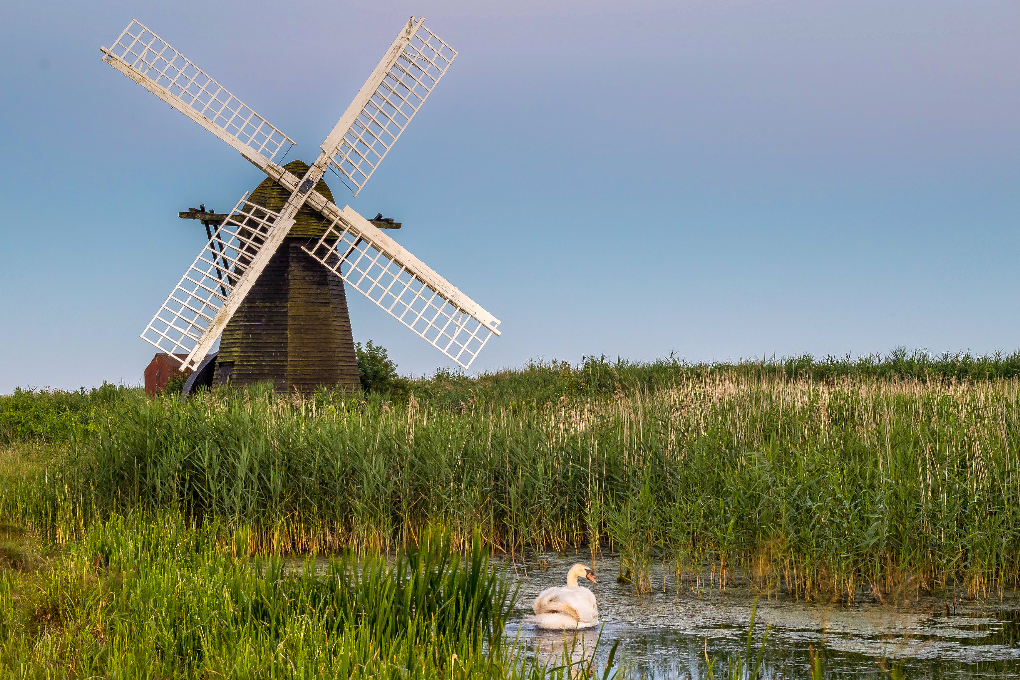 Canon EF 50mm F1.8 II sample photo. Herringfleet swan photography