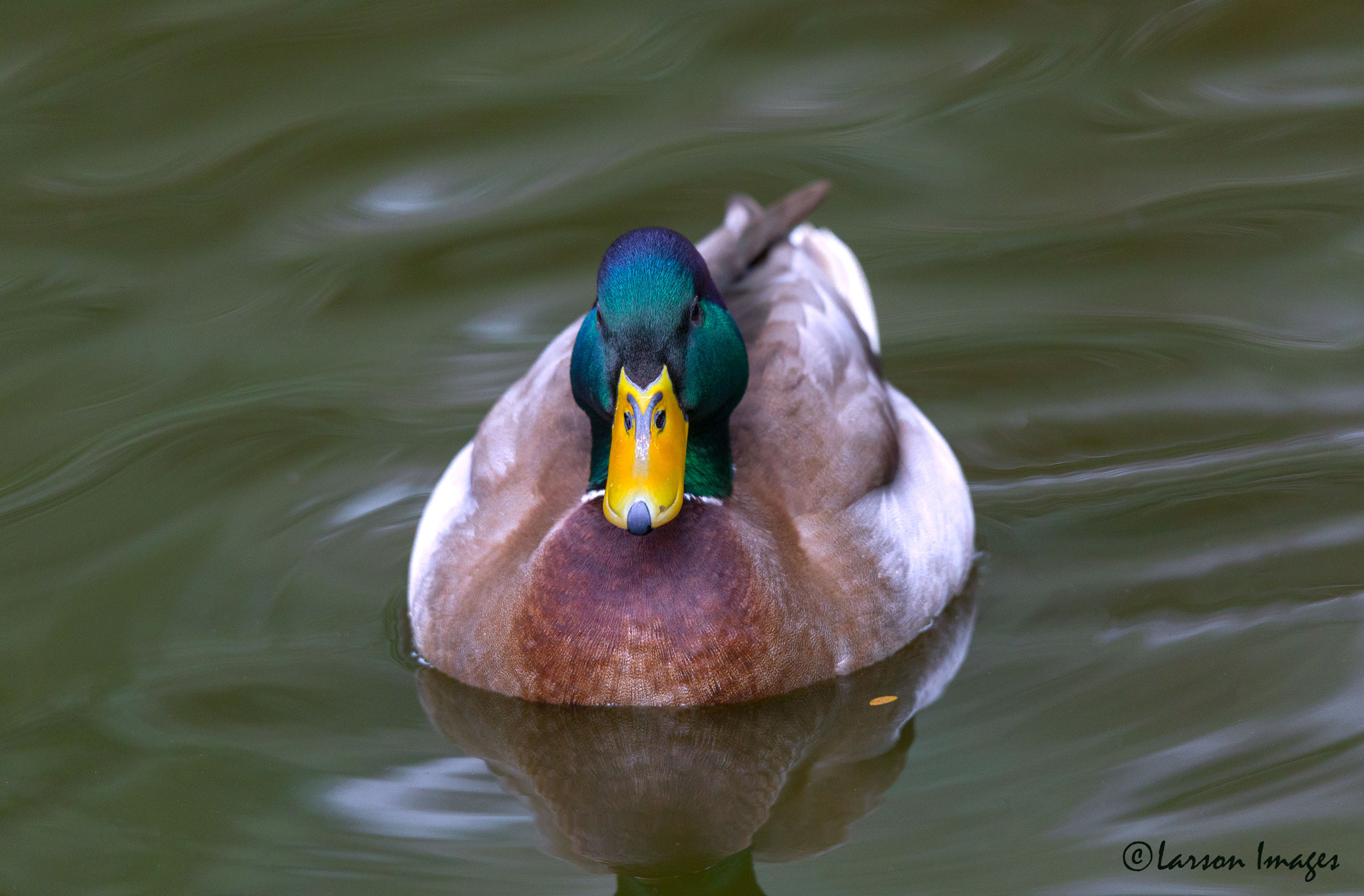 Tamron SP 150-600mm F5-6.3 Di VC USD sample photo. Mallard photography