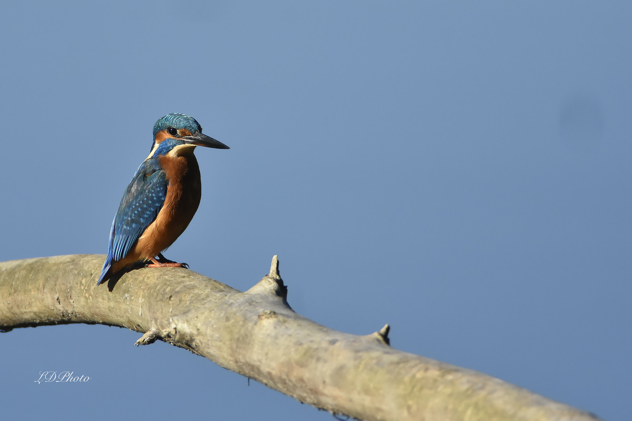 Nikon D7200 sample photo. Kingfisher photography